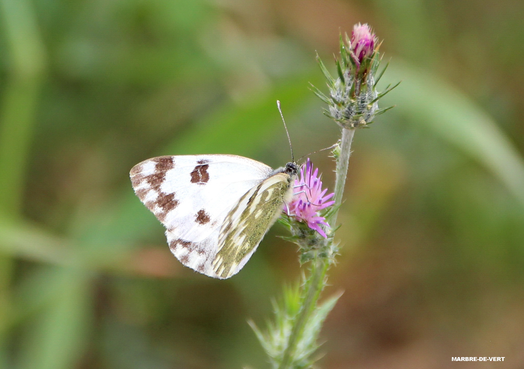 Sortie naturaliste Colin�o : � la d�couverte du cort�ge de papillons de jour pr�coces !