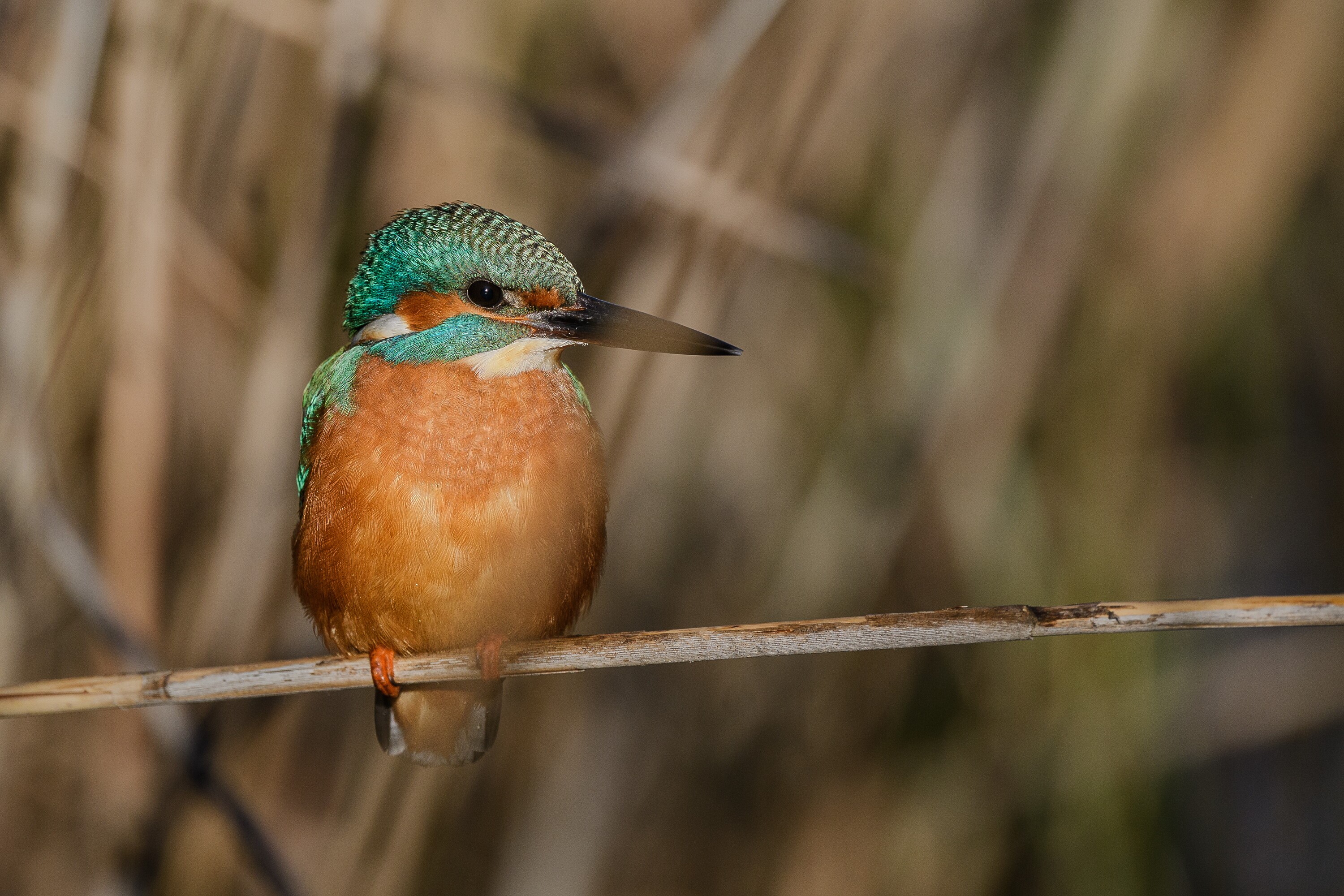 Les oiseaux et leurs habitats