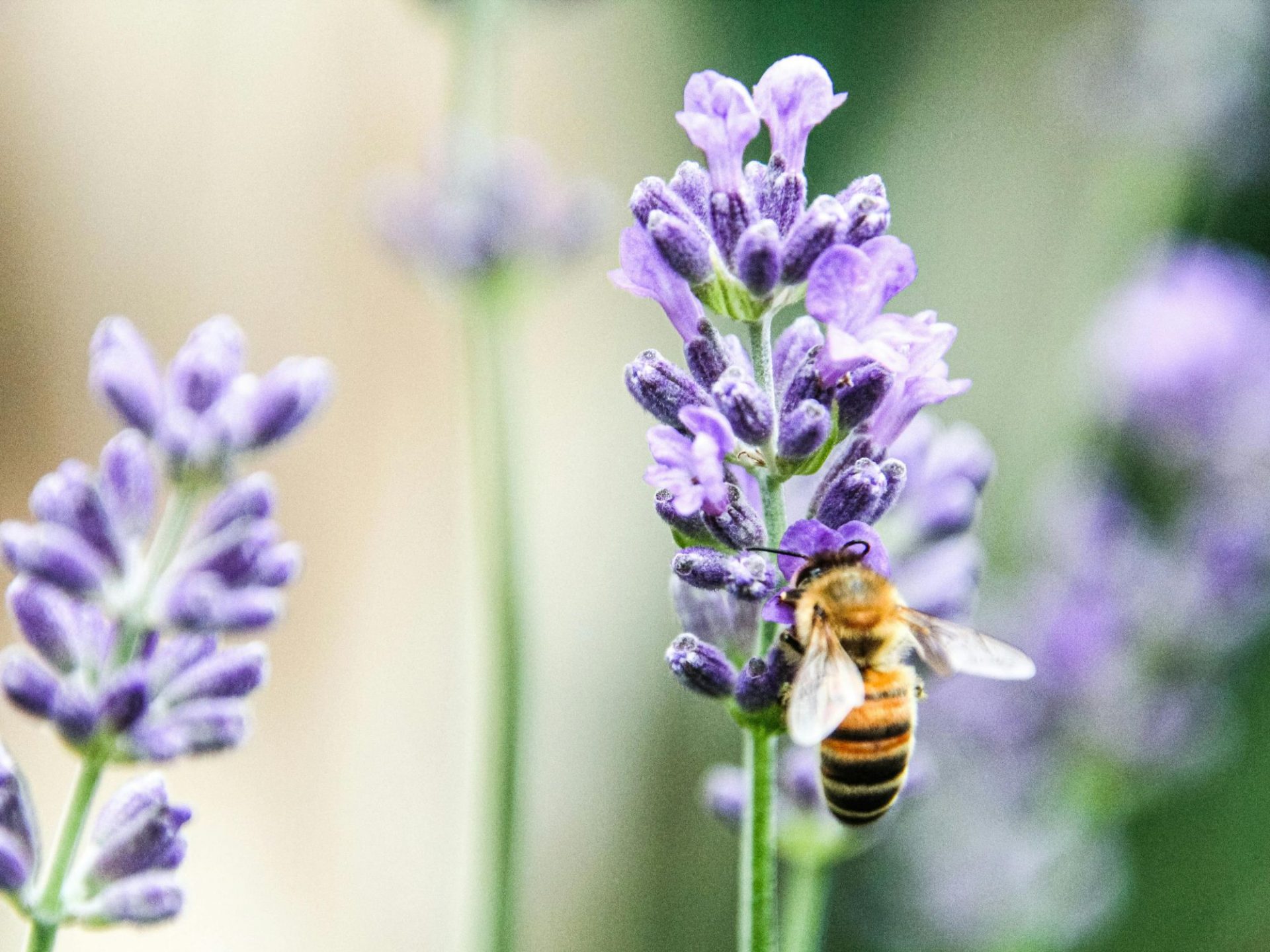 Intervention p�dagogique de la Miellerie de l�Oratoire