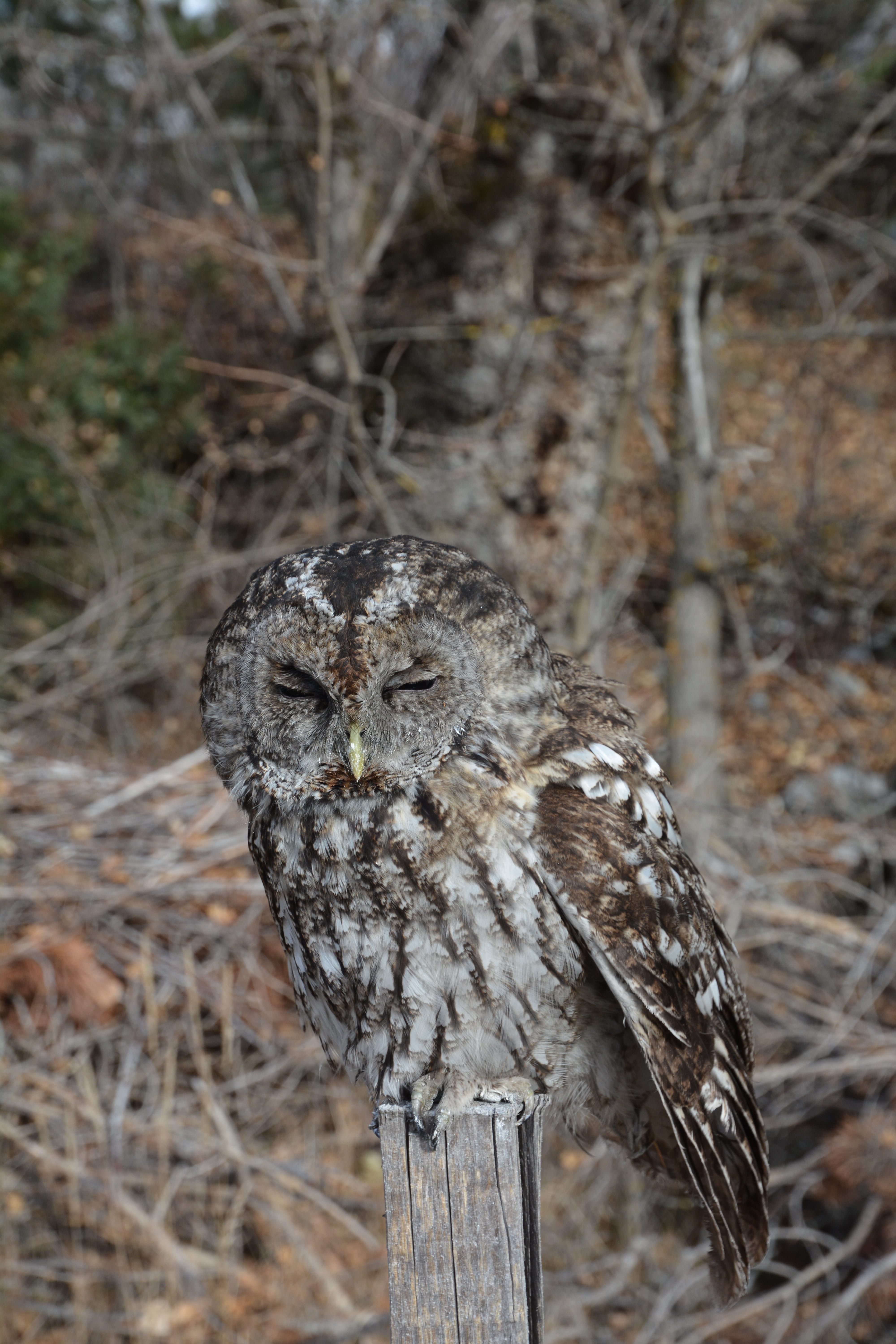 Rel�cher d'un chouette hulotte