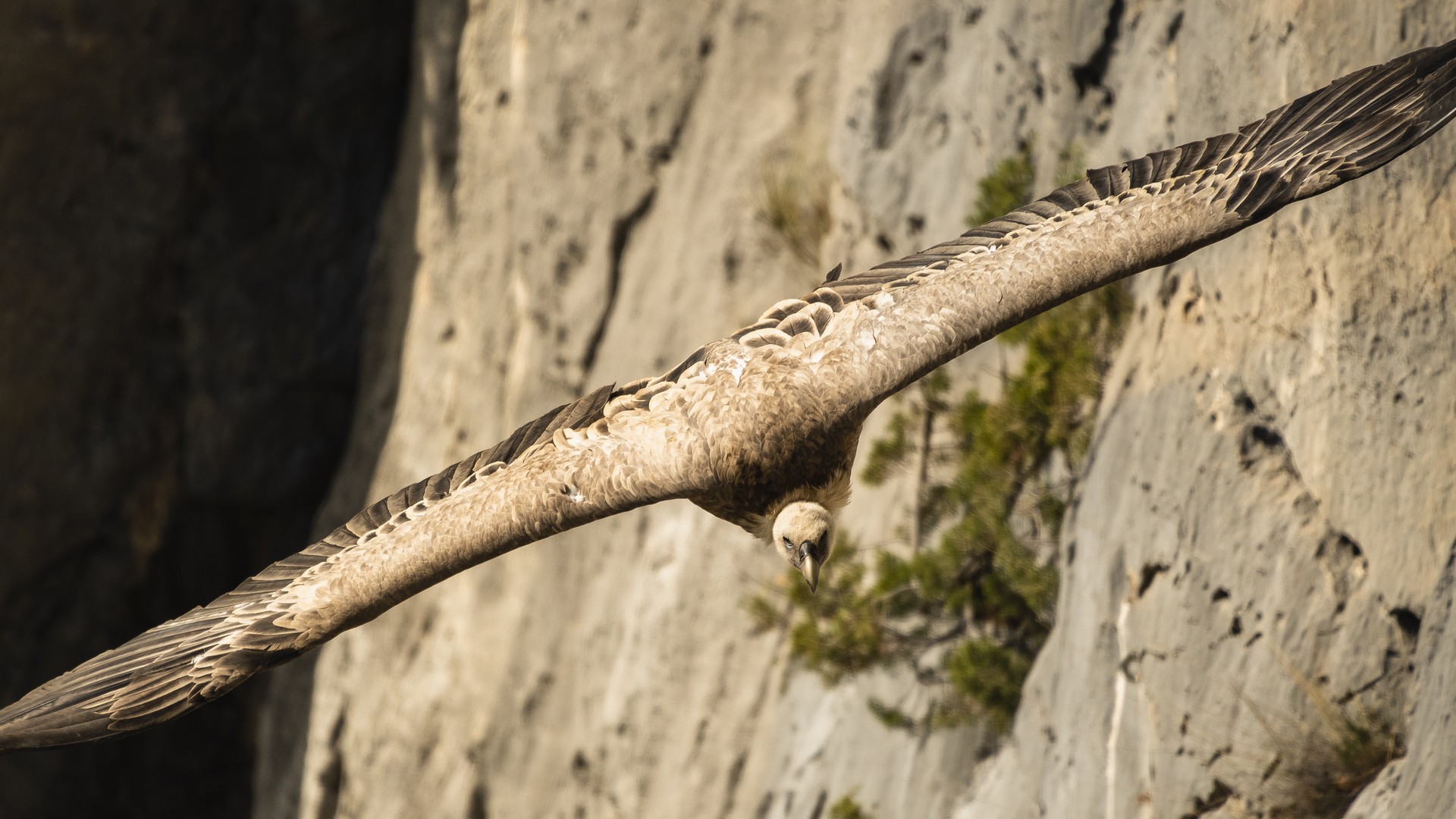 Sortie : D�couverte et observations des vautours du Verdon