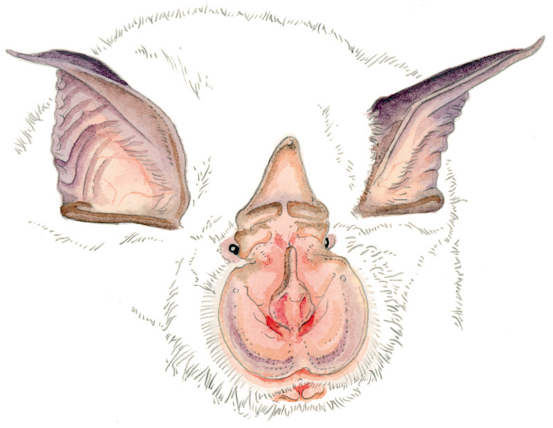 A la d�couverte des chauves-souris de l'Eglise d'Entraunes
