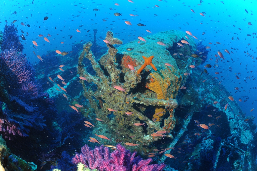 Journ�es Europ�ennes de l'Arch�ologie : Atelier d�couverte - Les �paves sous-marine, une chance pour la biodiversit�