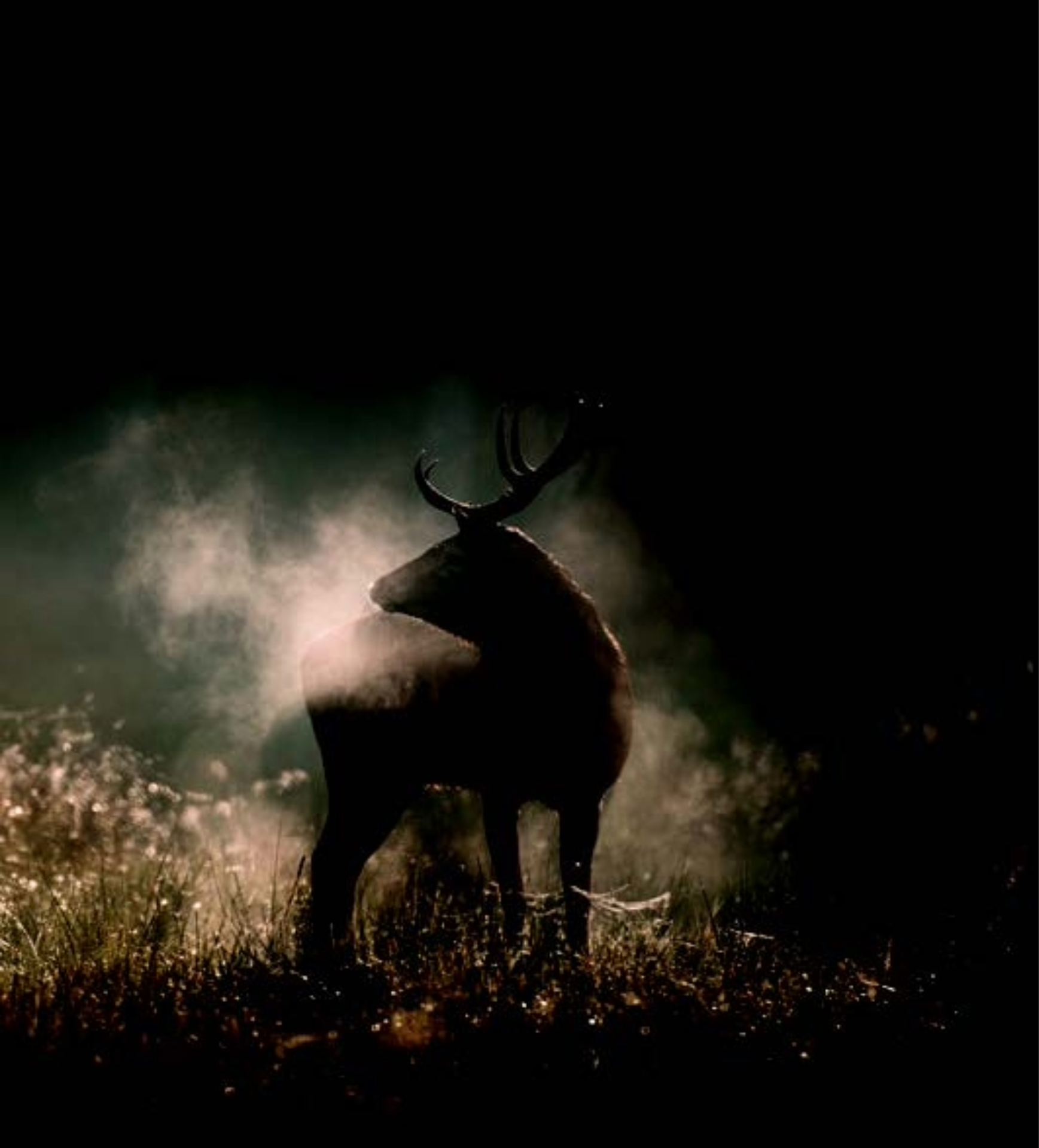 Soir�e Sp�ciale Projection Vincent Munier