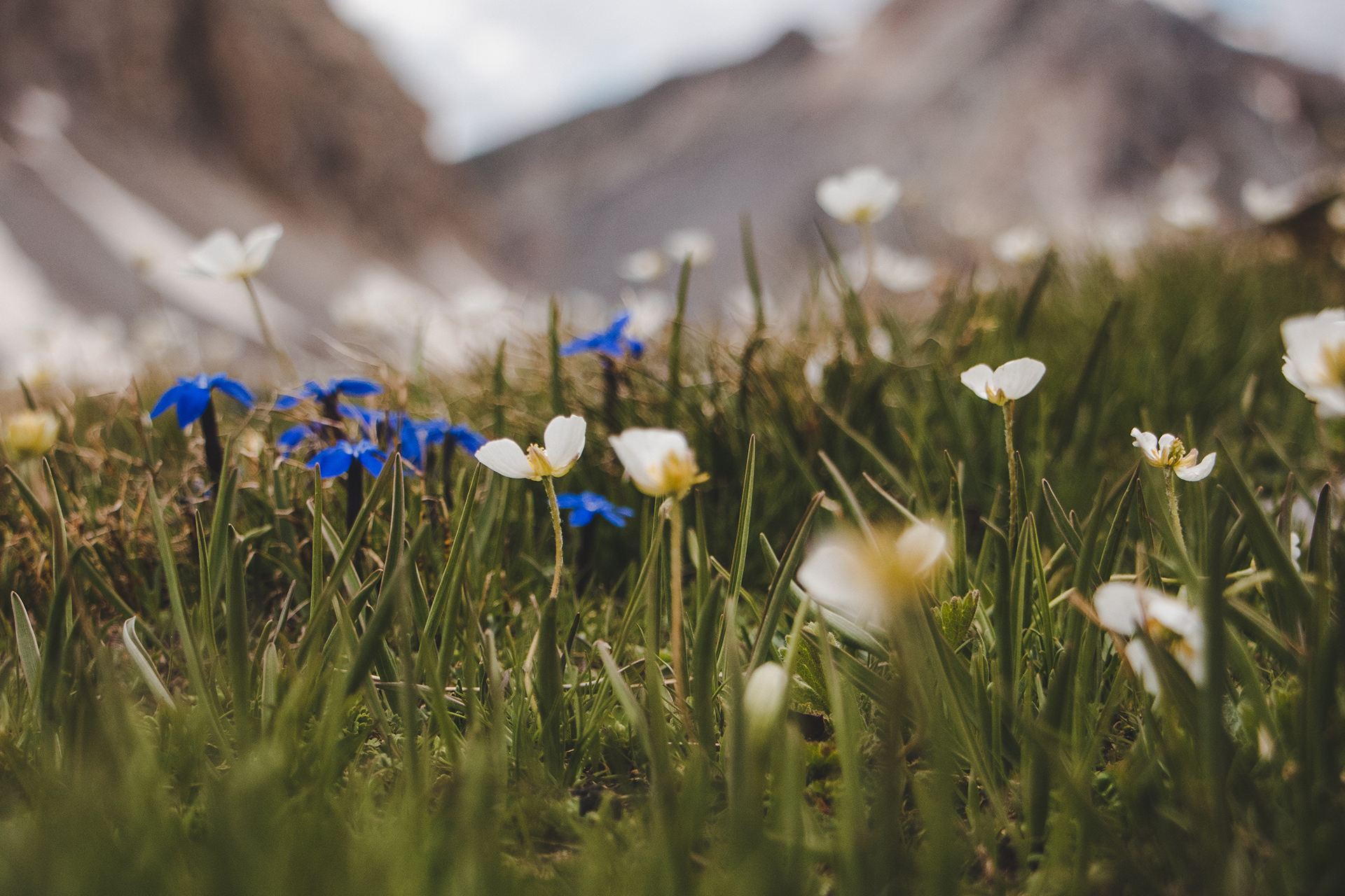 Causerie en montagne : � la d�couverte de la flore de l'Ubaye et des Alpes du sud