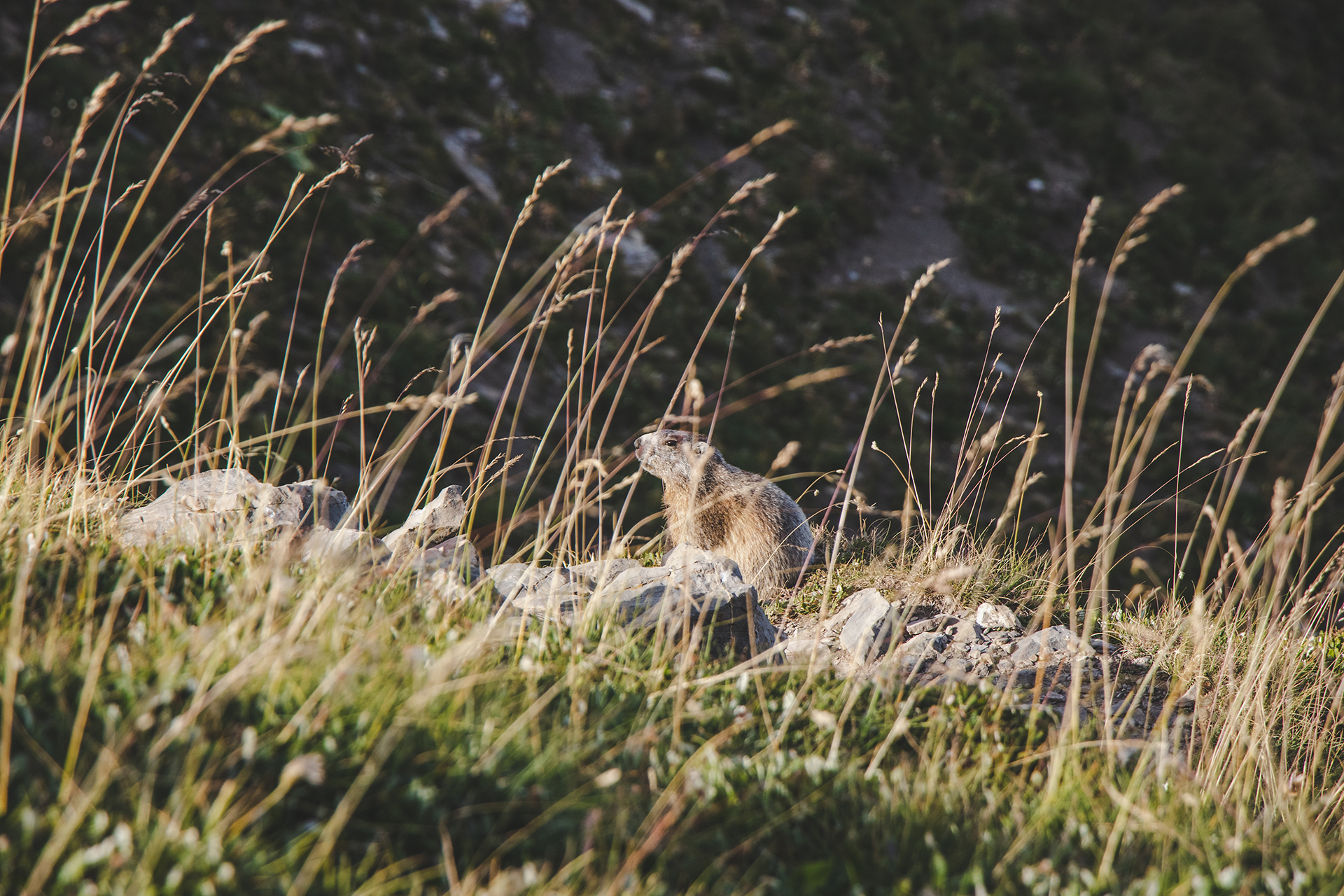 Causerie en montagne : La photographie animali�re