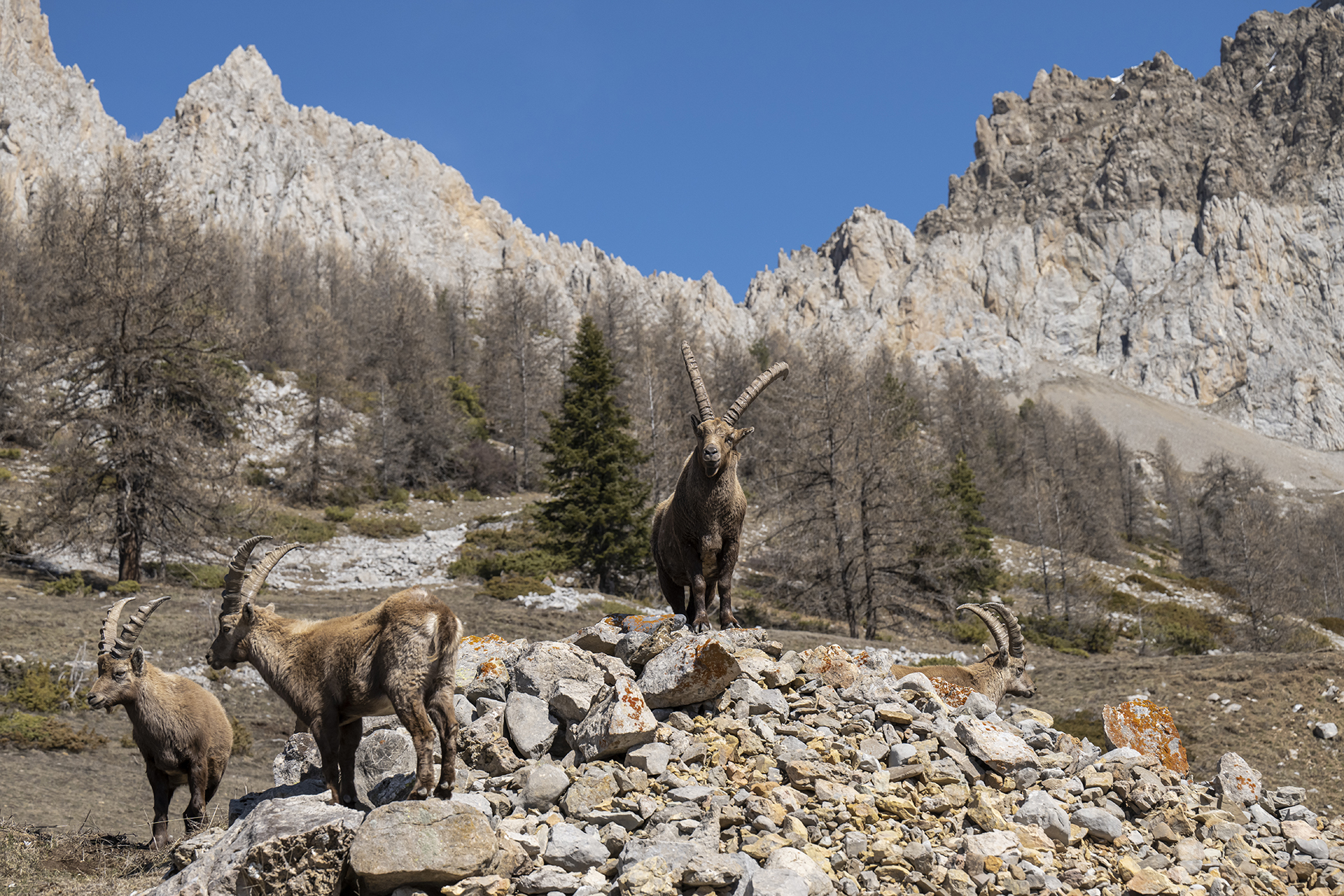 Causerie en montagne : Sur la trace des animaux