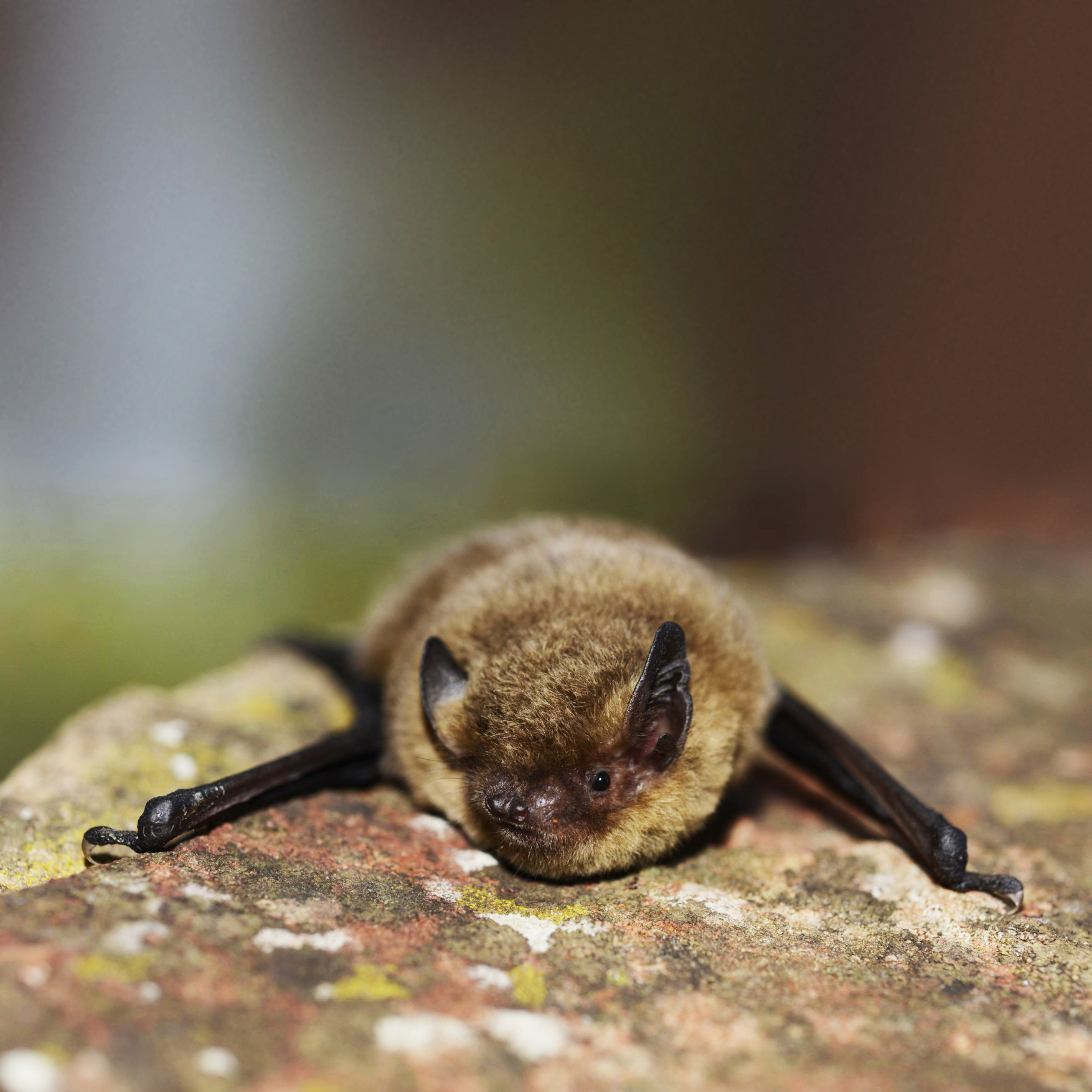 Quand la nuit s�anime : � la d�couverte des chauves-souris