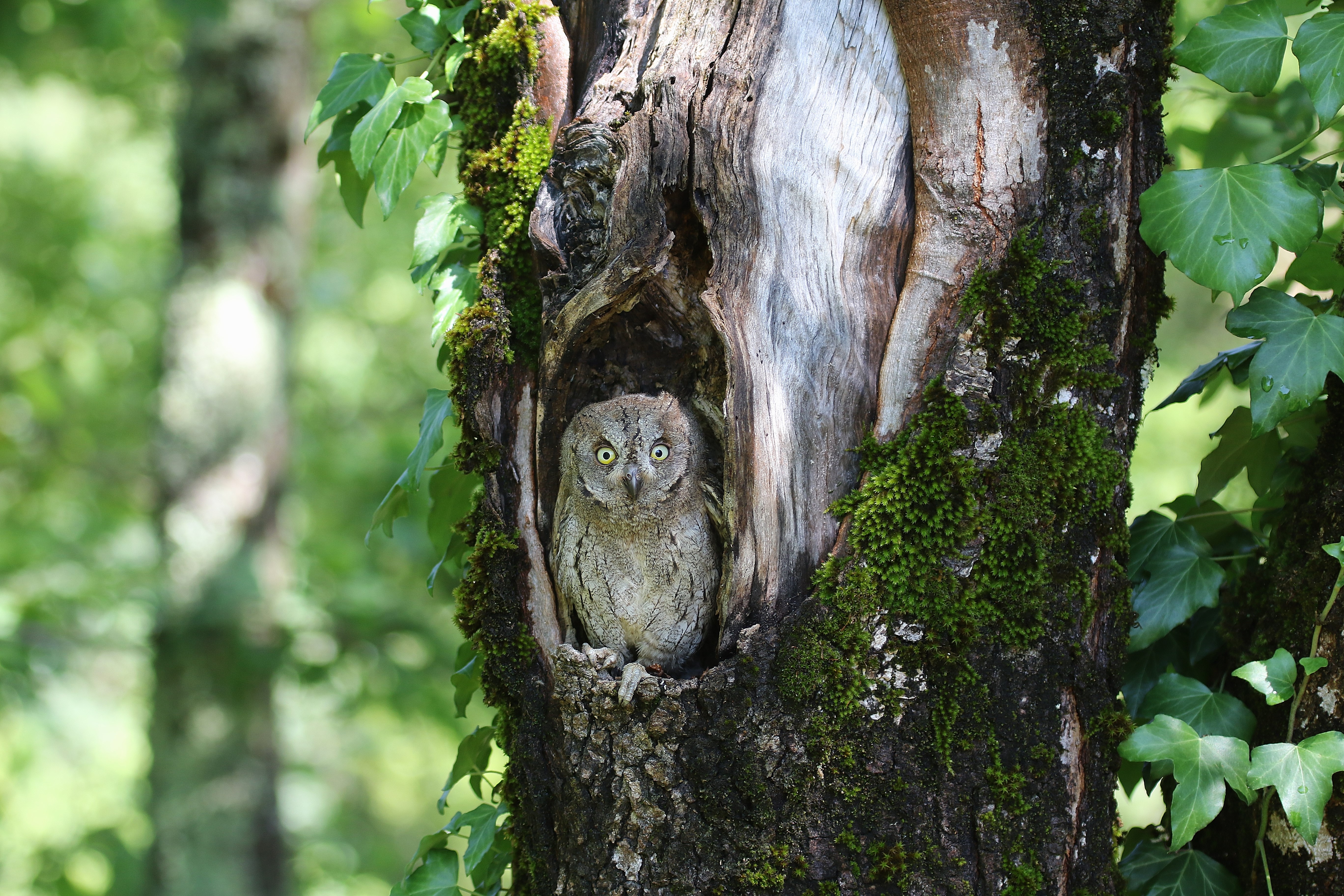 Quand la nuit s�anime : sous le chant du Petit-Duc scops