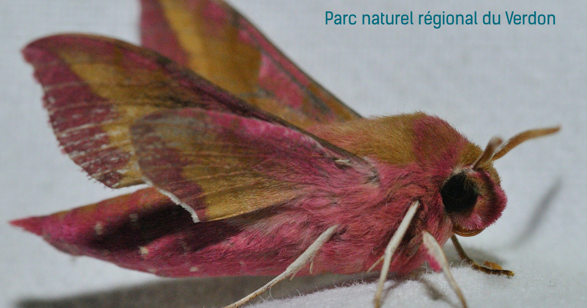 Les papillons de nuit