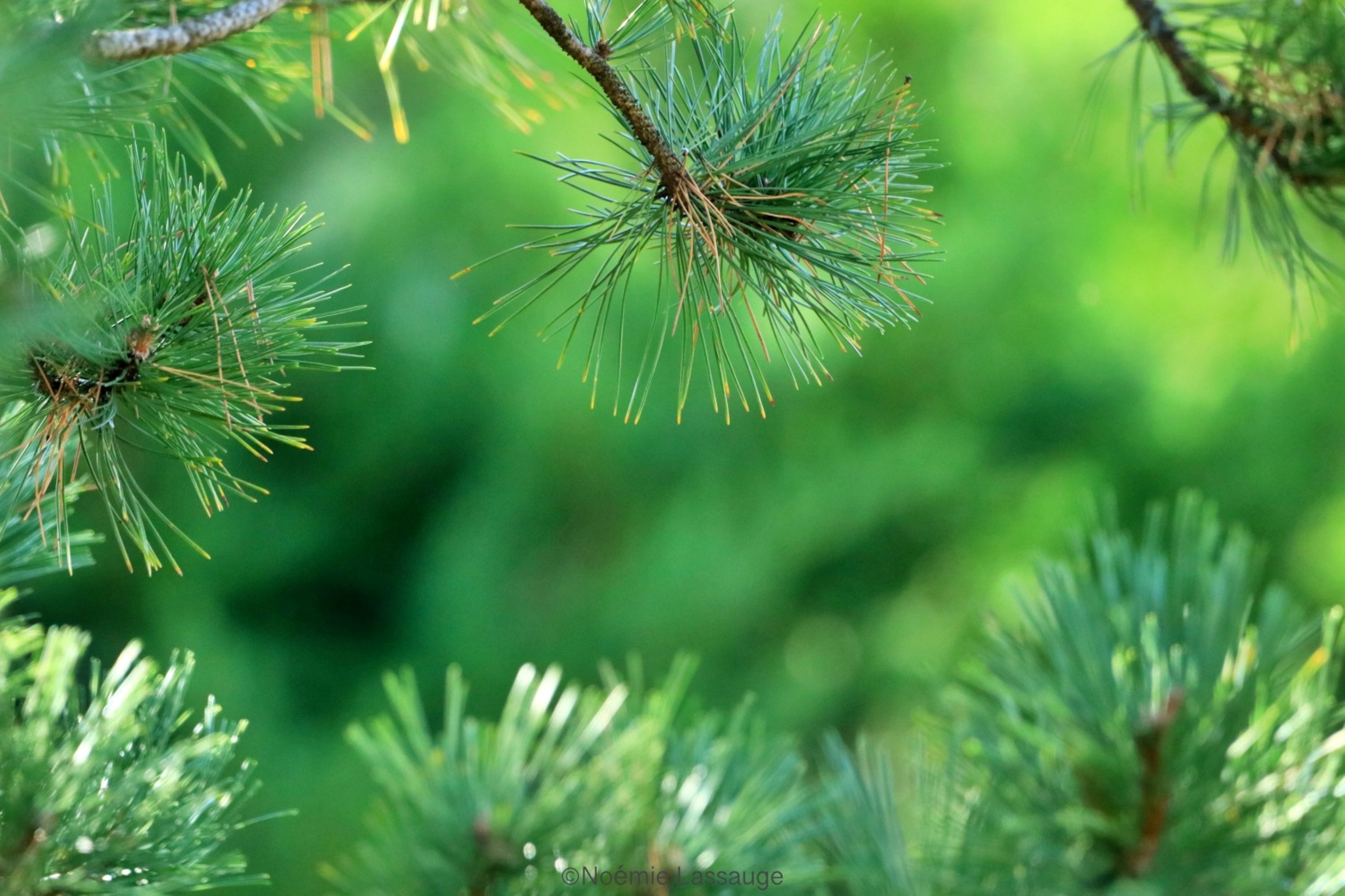 Les rendez-vous du Parc : Vis ma vie de b�cheron