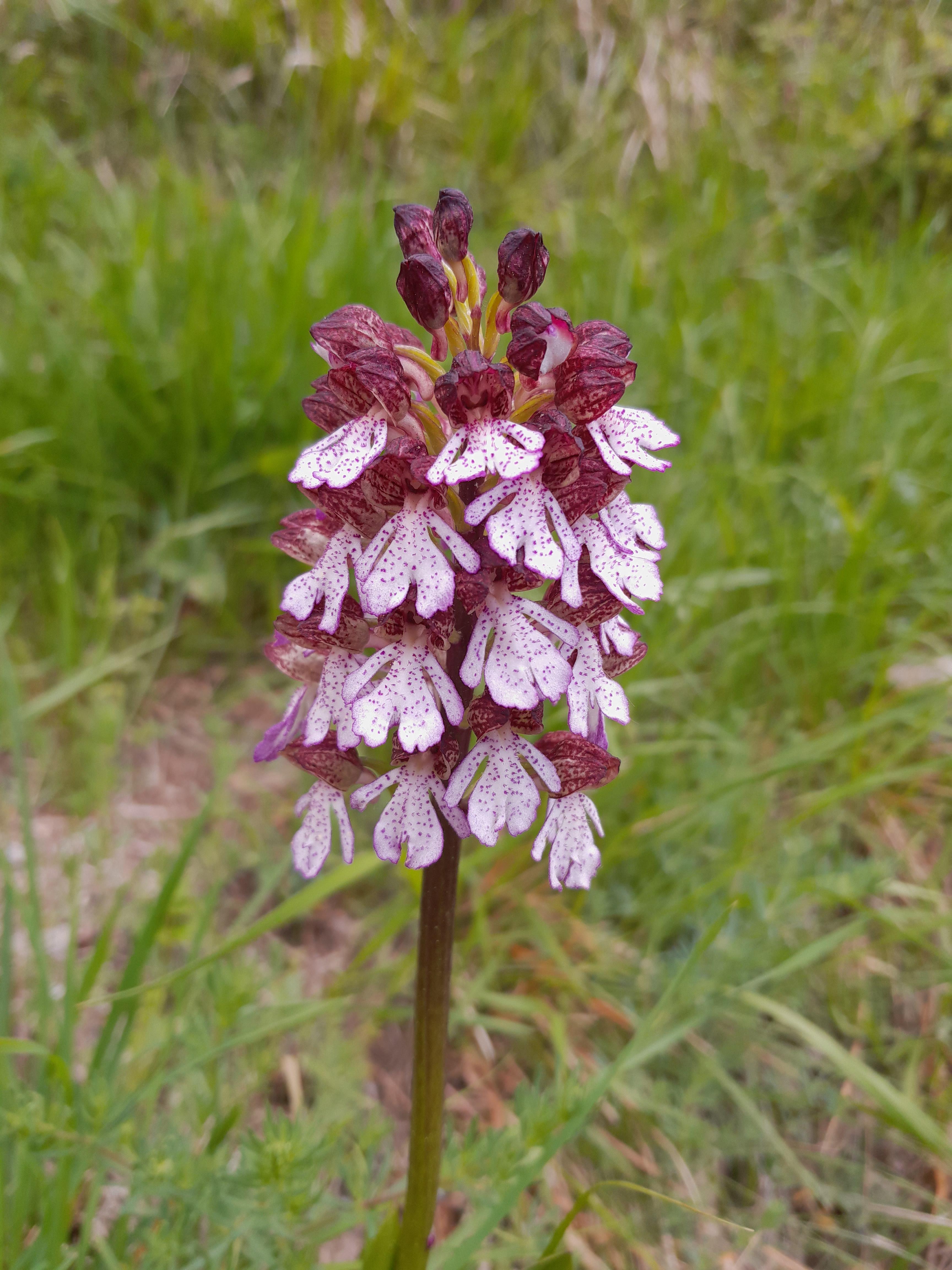 A la d�couverte des orchid�es sauvages