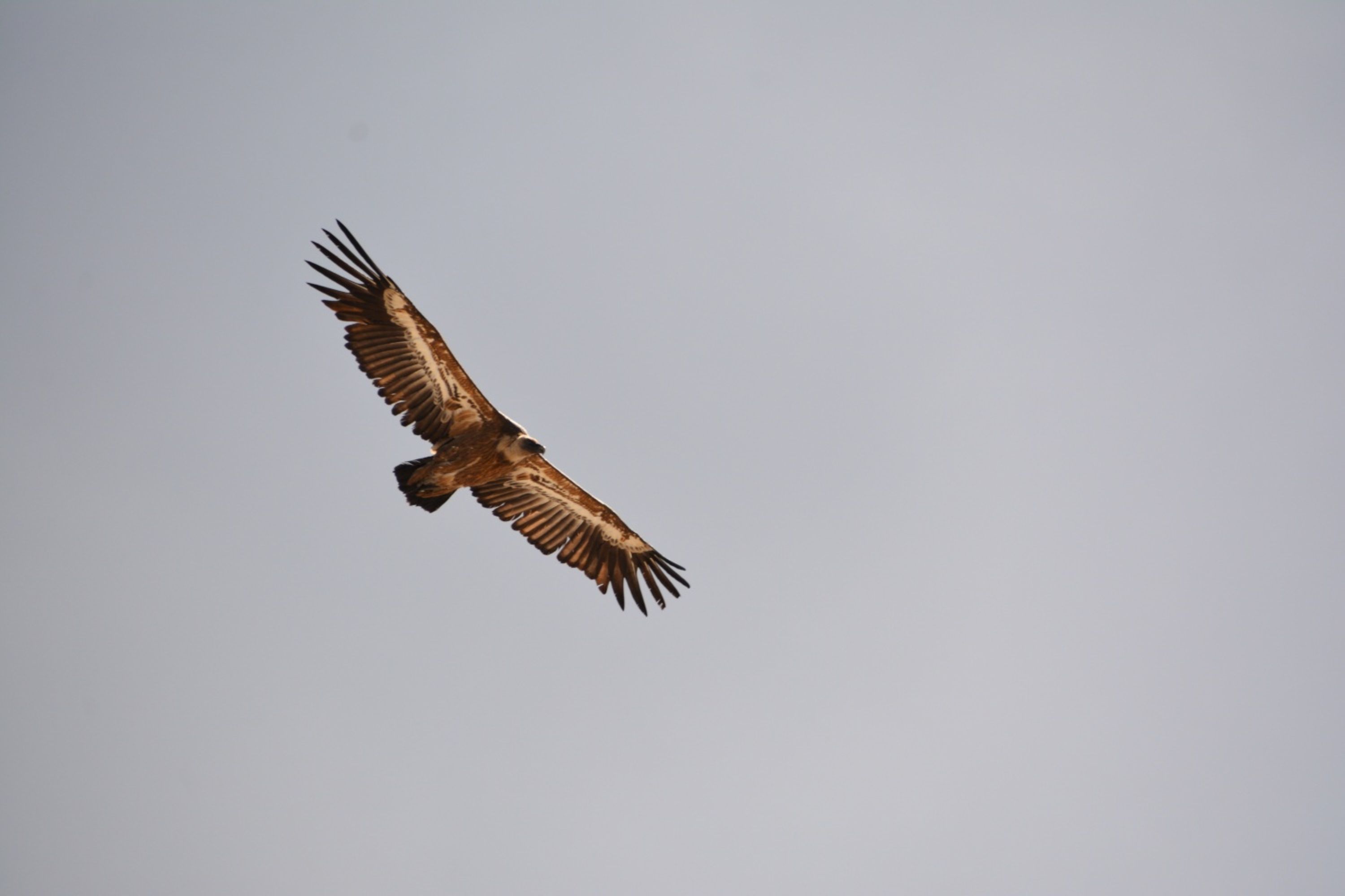Les rendez-vous du Parc : Le mondes des oiseaux des falaises