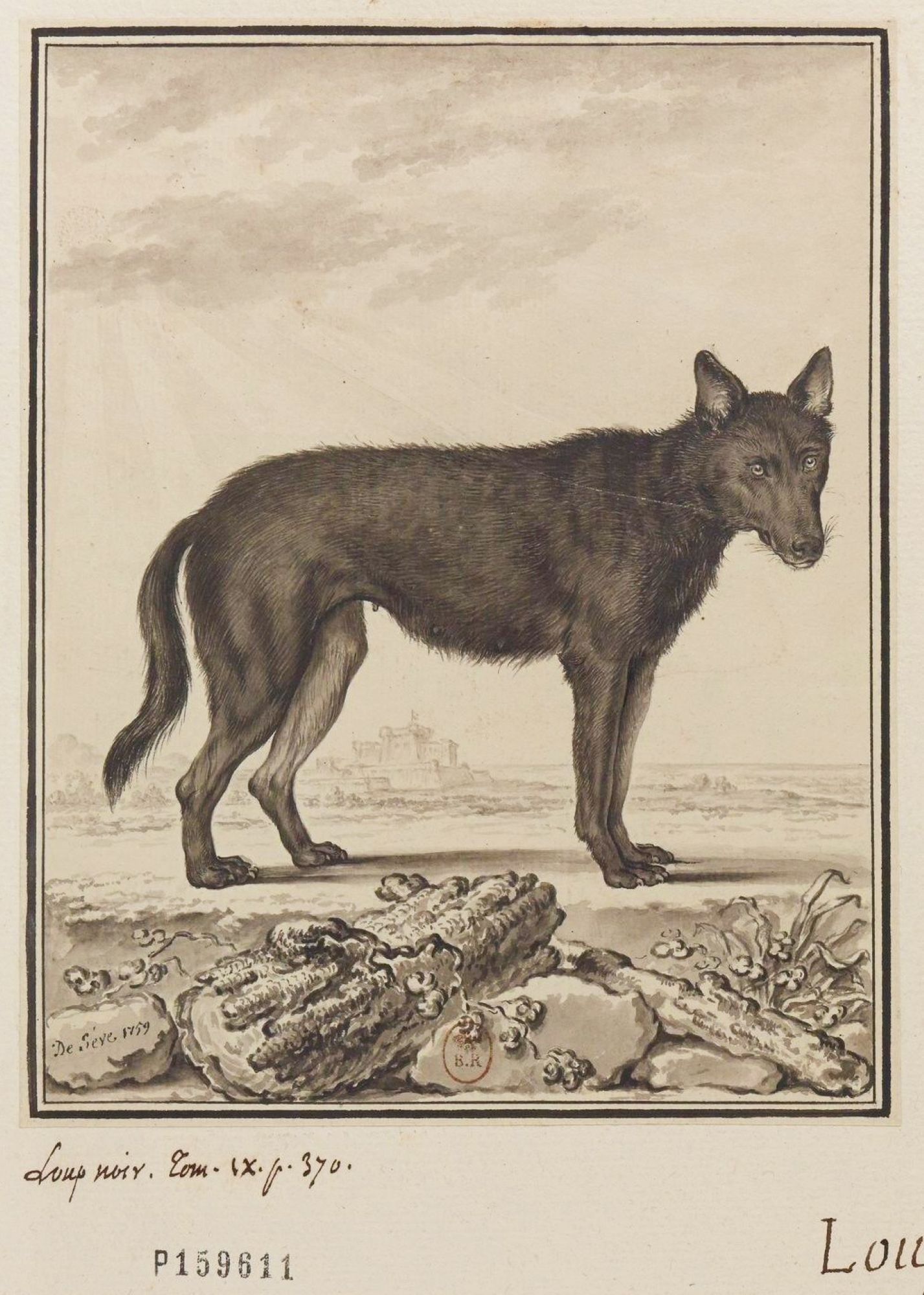Les rendez-vous du Parc : Le loup au rat - Bivouac