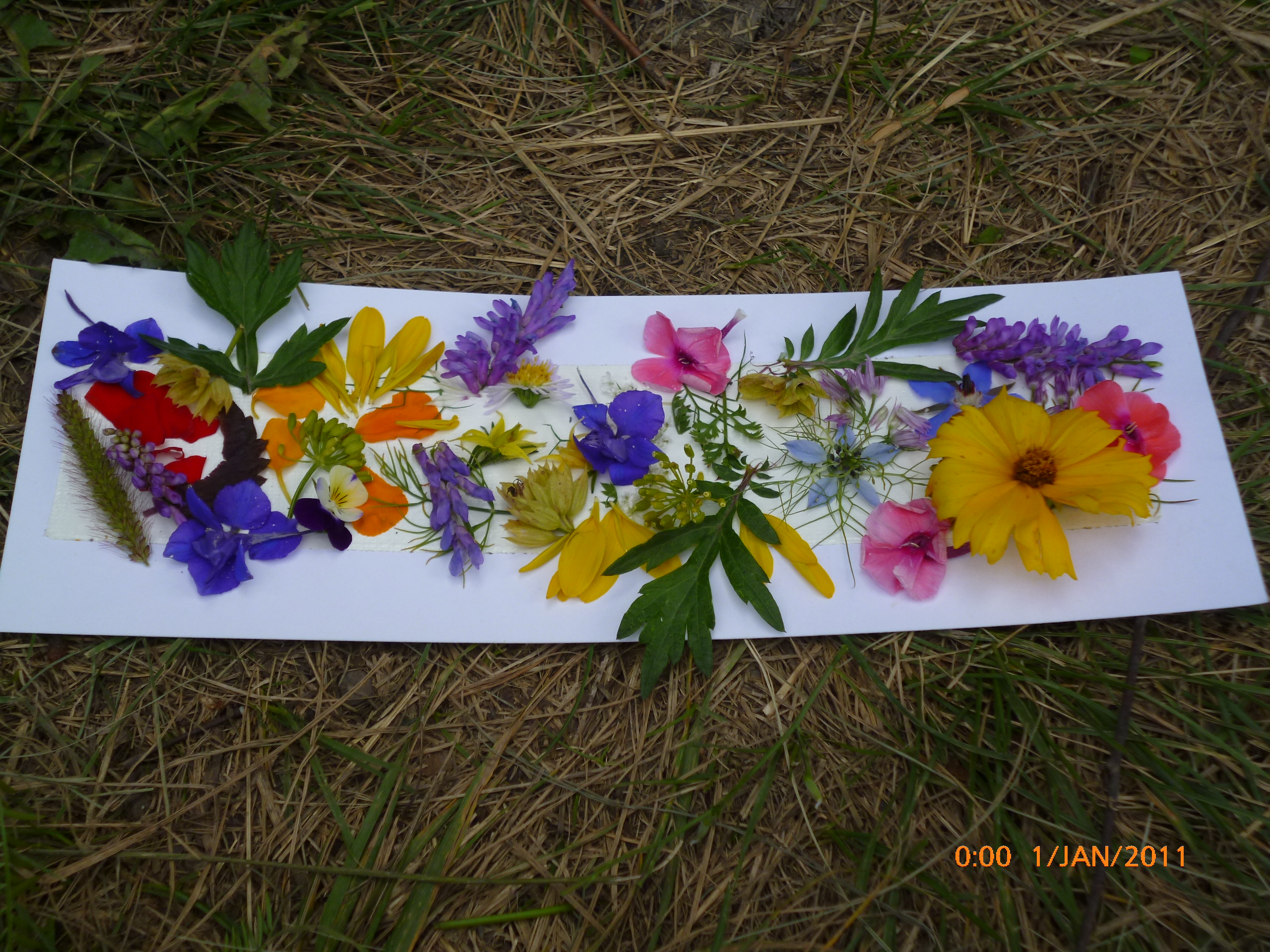 F�te des jardins partag�s