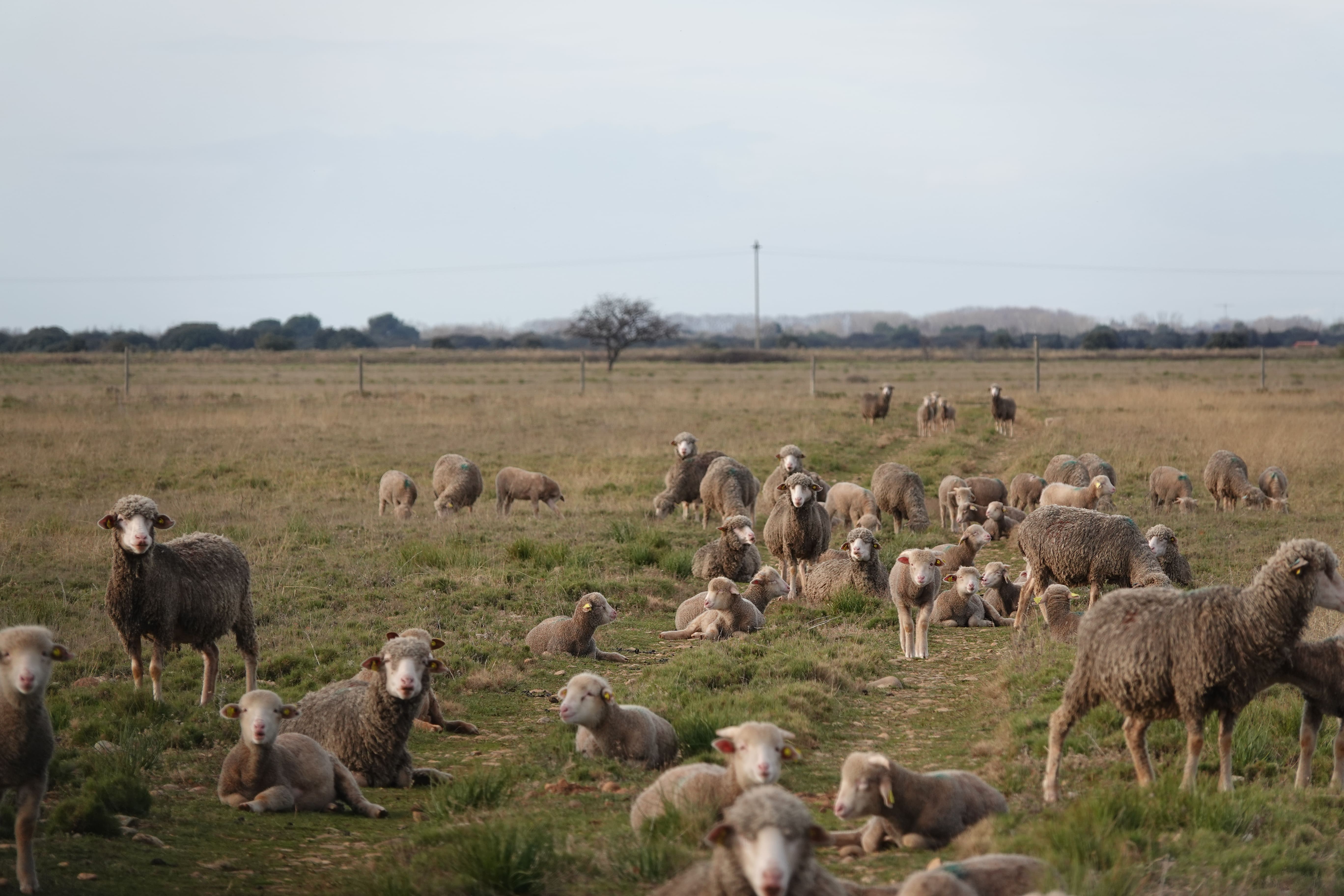 Le pastoralisme dans les Alpilles, l'exemple de la Crau humide
