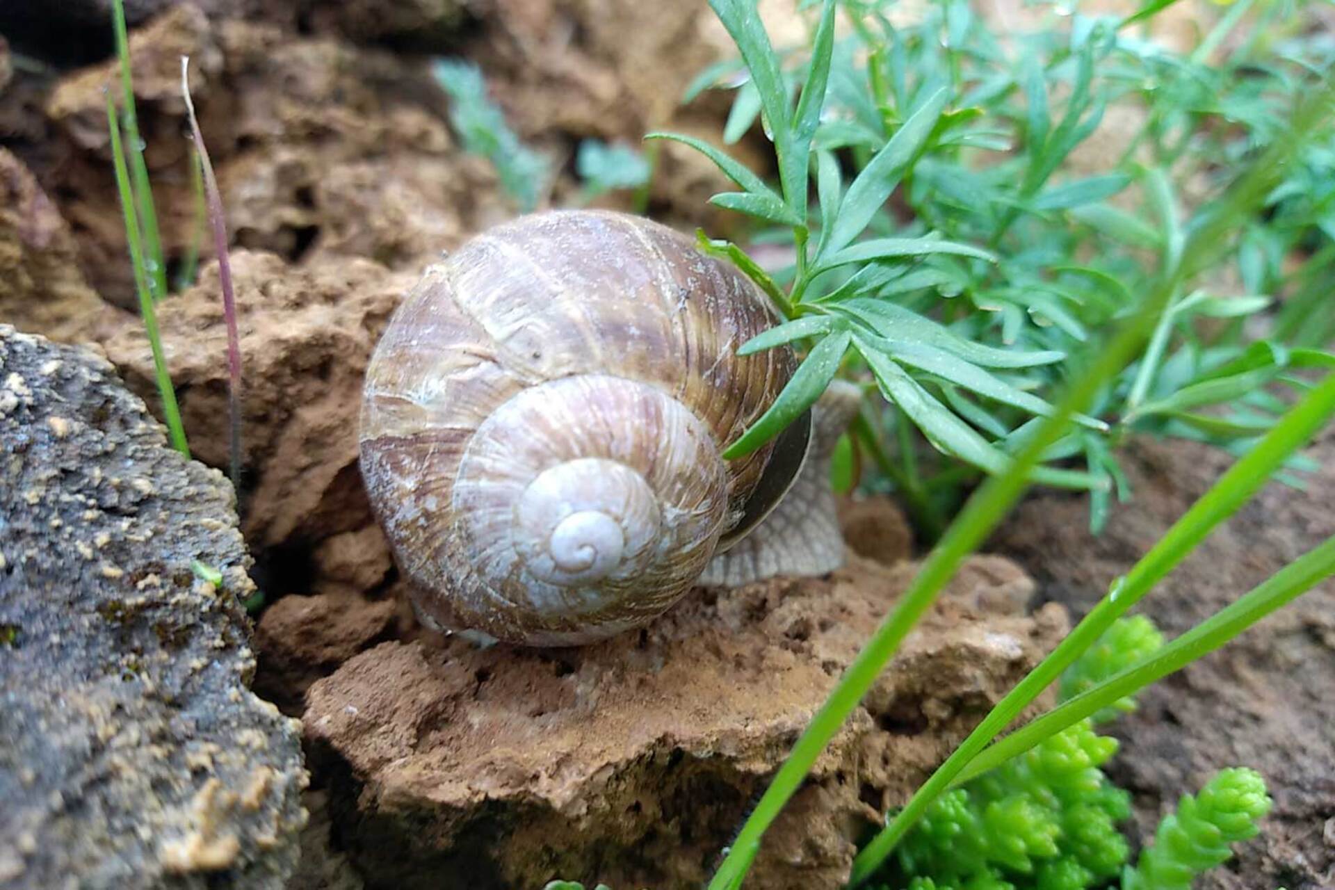 Atelier scientifique - � la recherche des escargots du Lautaret