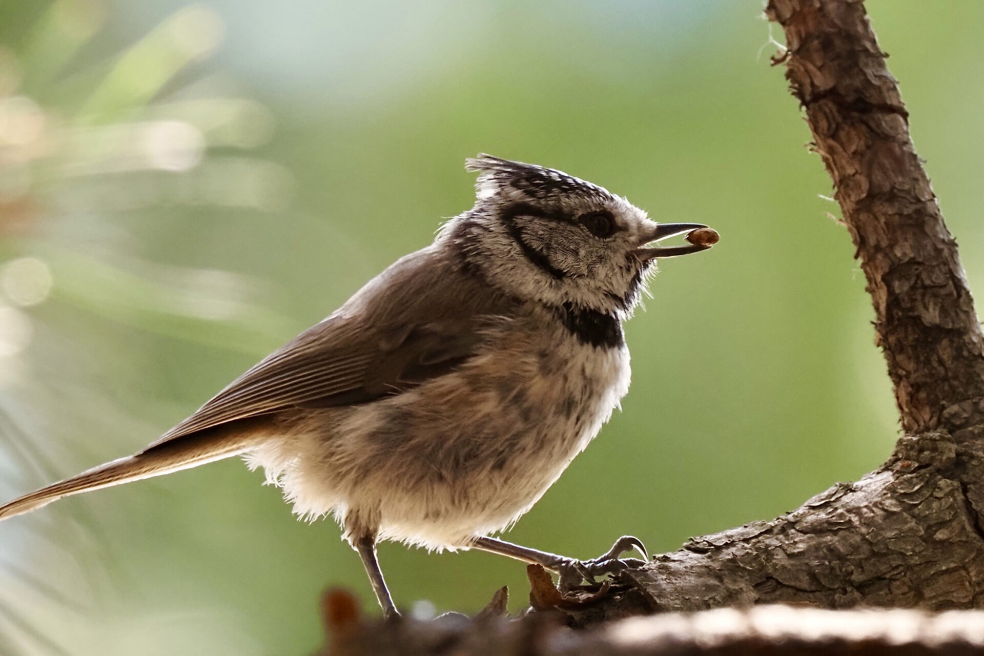 Conf�rence : Quel est donc cet oiseau ?
