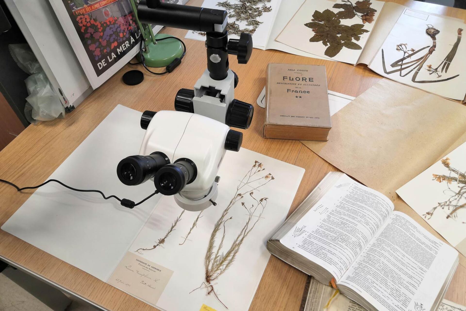 Conf�rence : Les collections du jardin du Lautaret