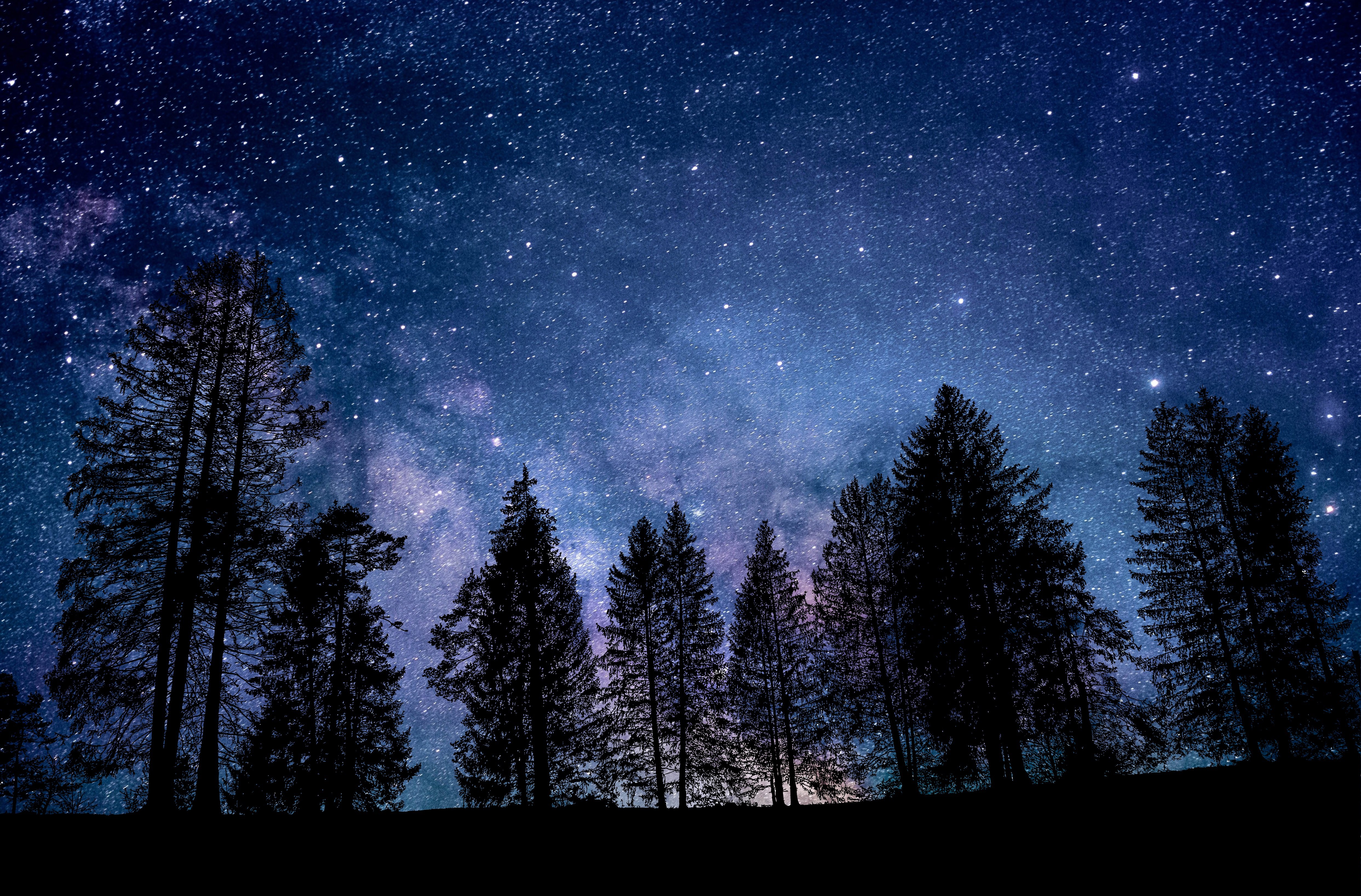 Rendez-vous de l'�t� : Une nuit dans la nature - Les chauves-souris