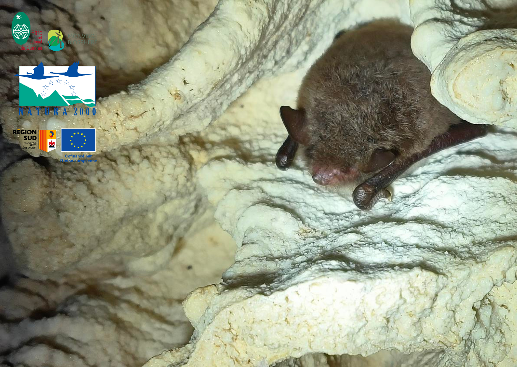 Le monde myst�rieux des chauves-souris : balade