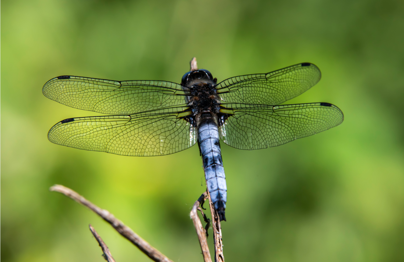 Balade et d�couverte naturaliste