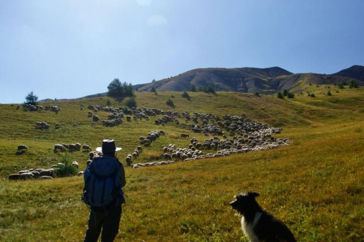 Sur les pas du berger : balade, contes et d�gustation