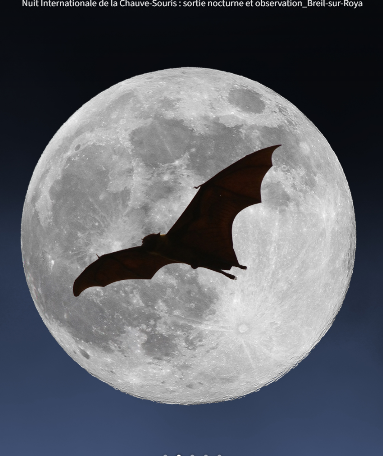 Nuit Internationale de la Chauve-Souris : Observation et contes en d�ambulation