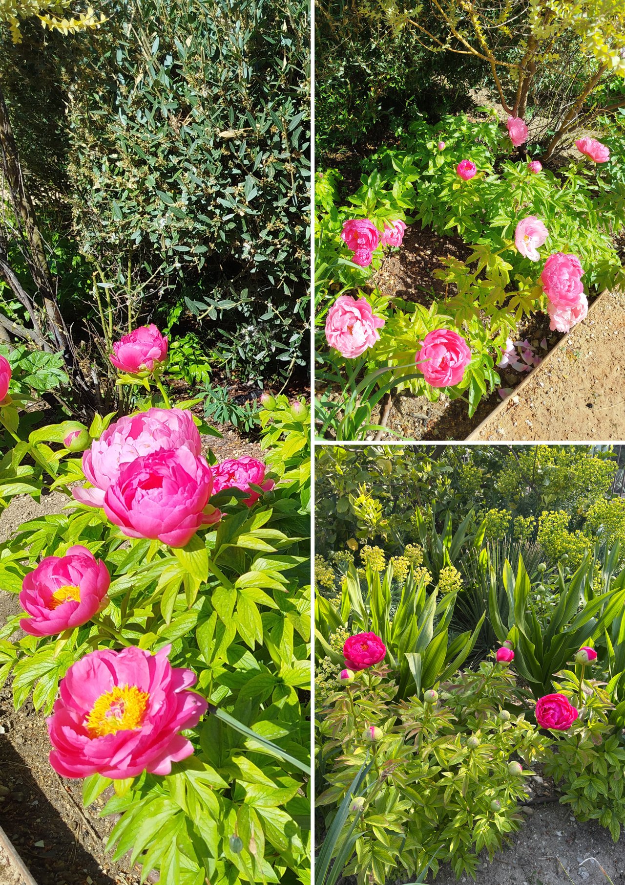 La saison des pivoines est arriv�e au Mus�e de la fleur d'Ollioules et de l'olivier