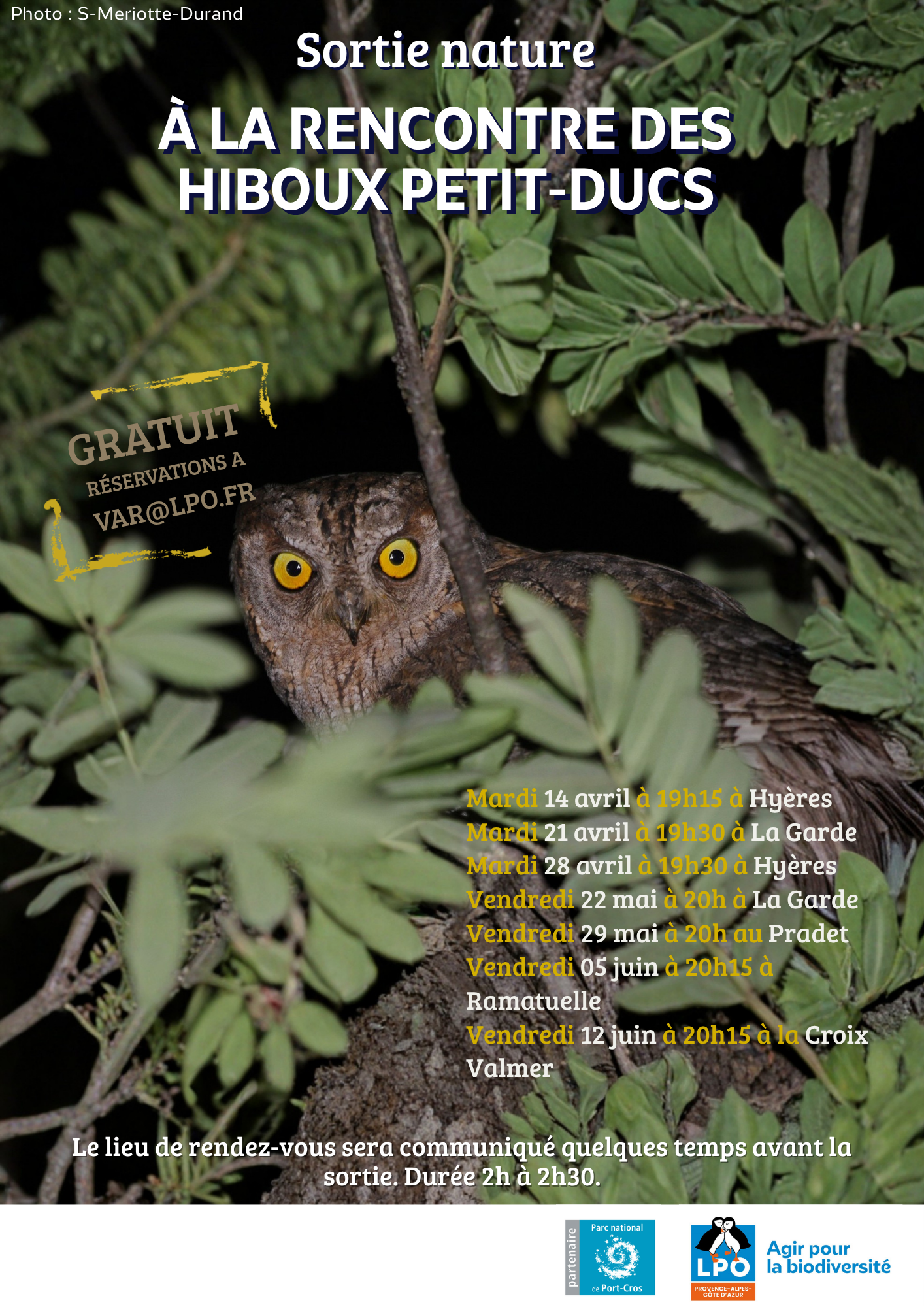 Sortie nature : Hibou petit-Duc