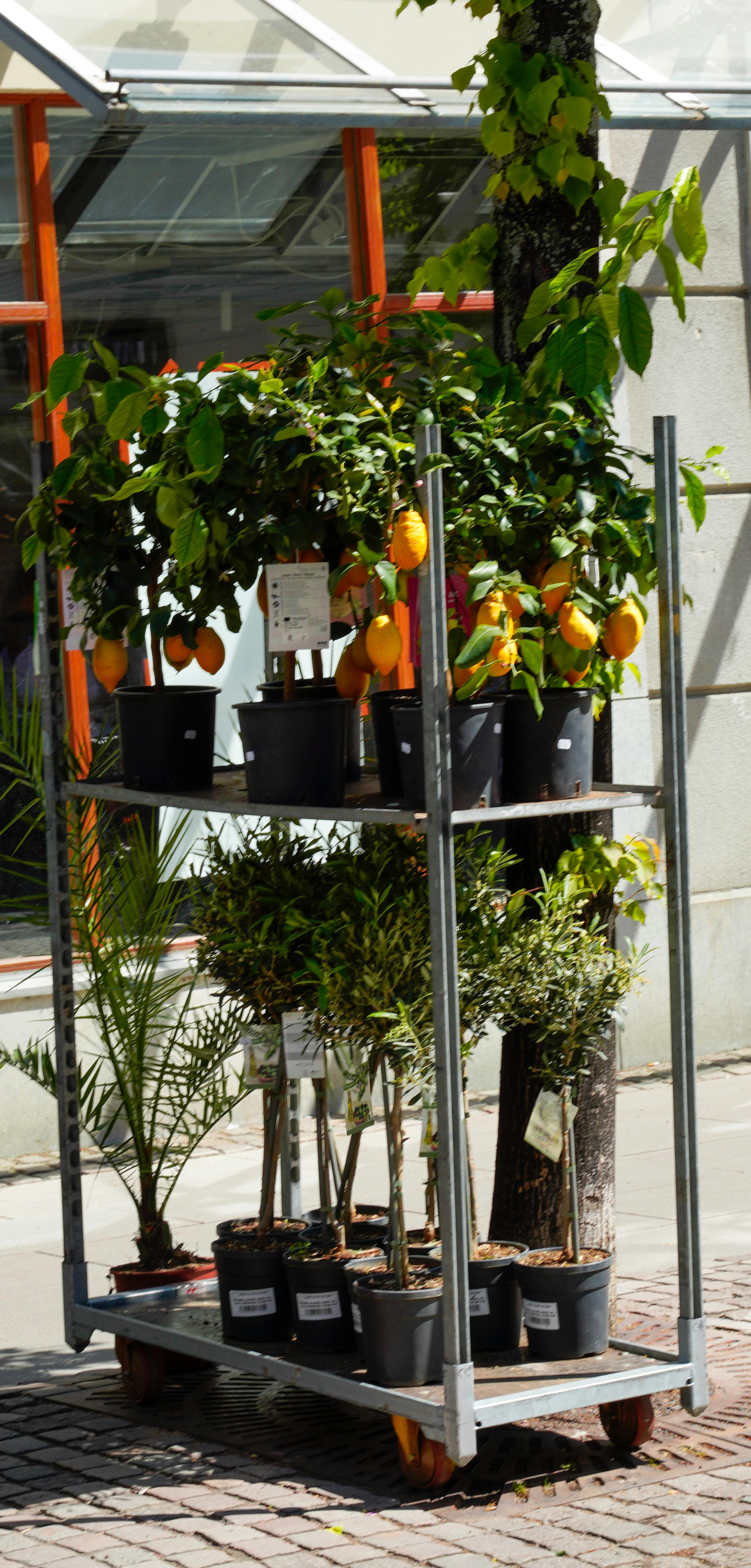 Vide-greniers et vente de plants � Digne-les-Bains