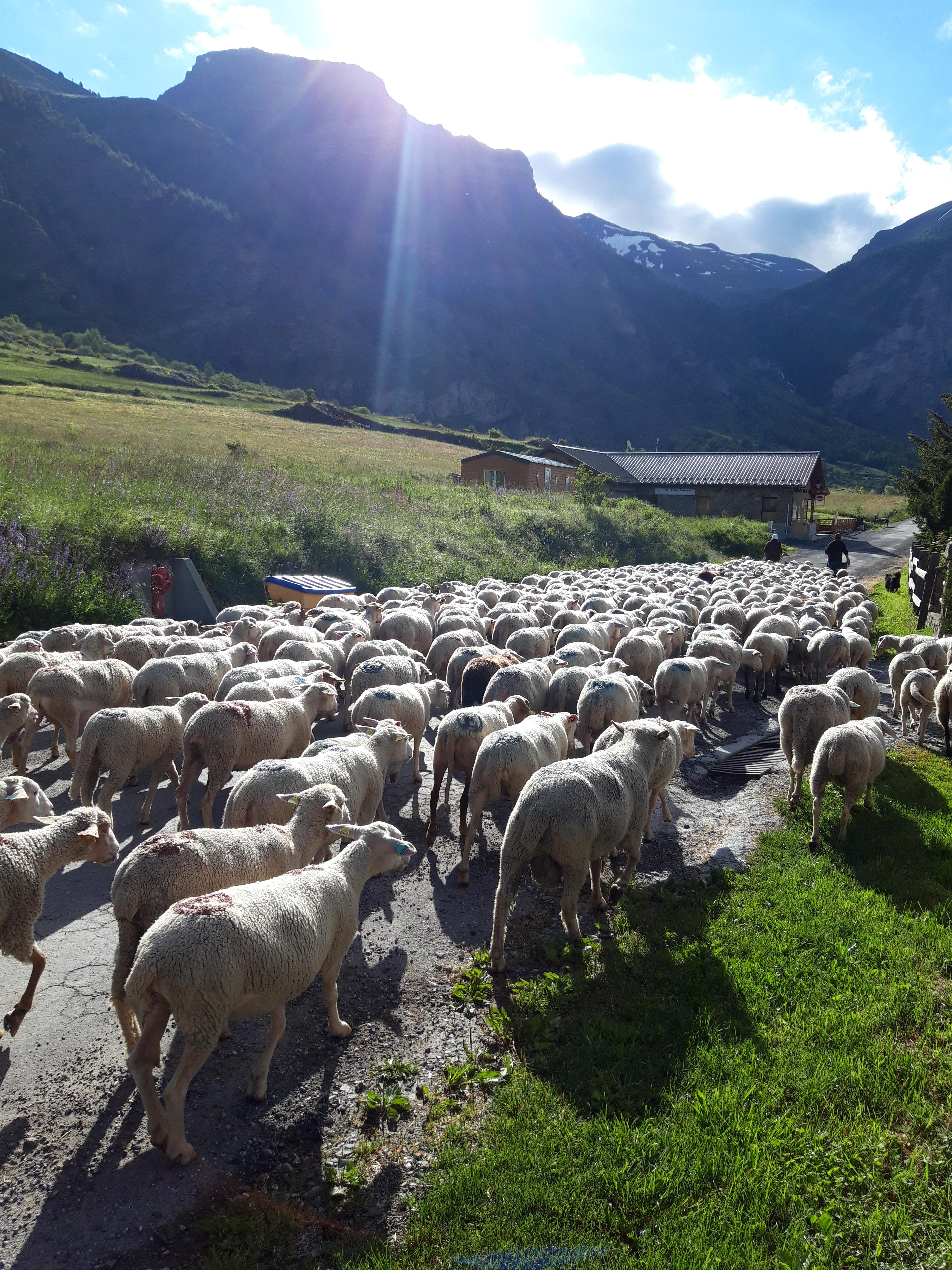 Journ�e Amontagnage des brebis
