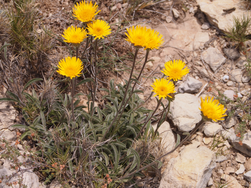 Sortie nature : d�couverte de la flore des calanques (Marseille)