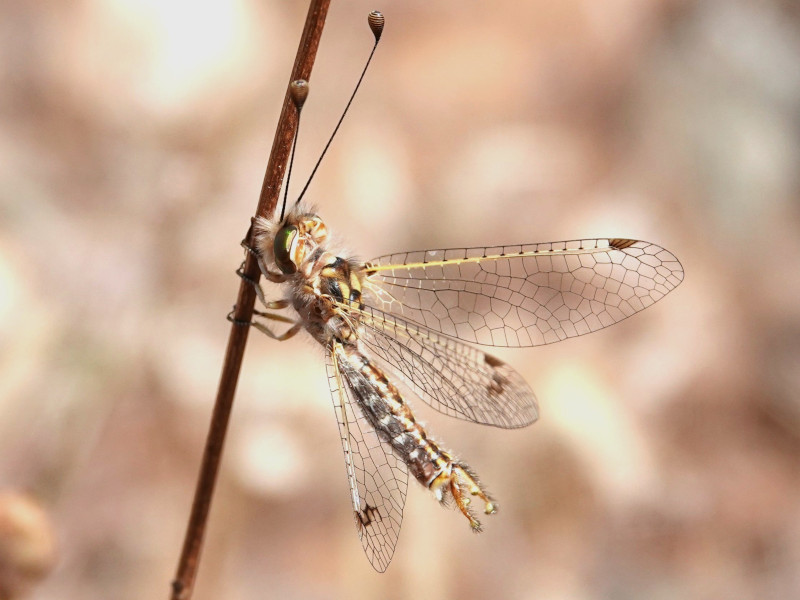 Sortie nature les petites b�tes de la Crau