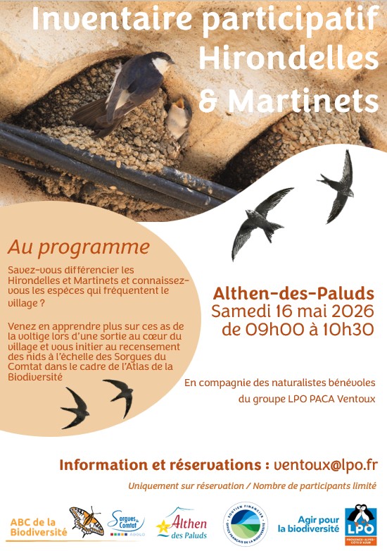 Inventaire participatif Hirondelles et Martinets