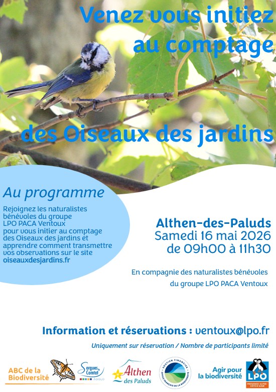 Initiation au comptage des oiseaux des jardins