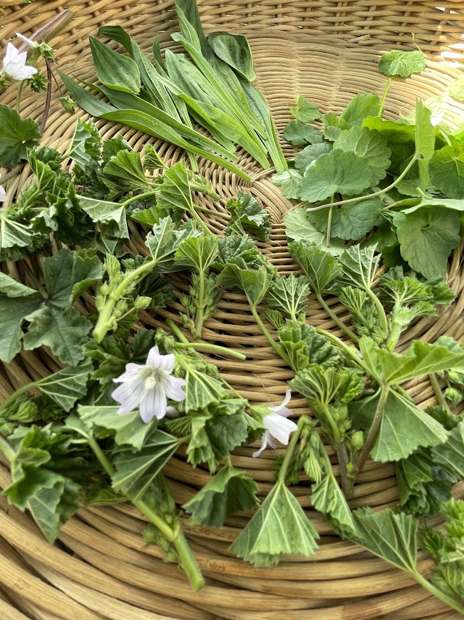 Balade et visite : Voyage aromatique au c�ur des Alpilles