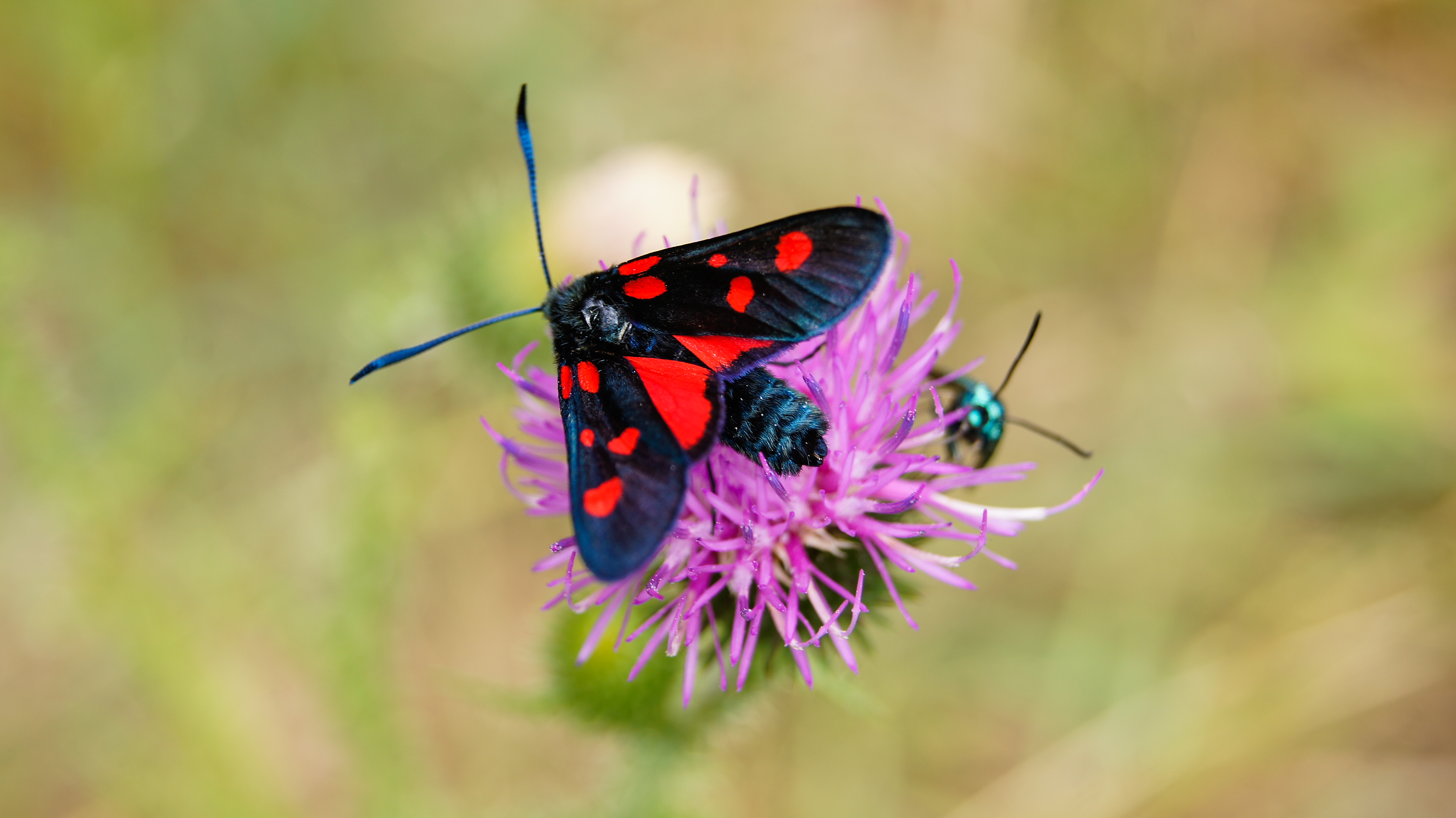 Conf�rence : Les insectes des Alpilles