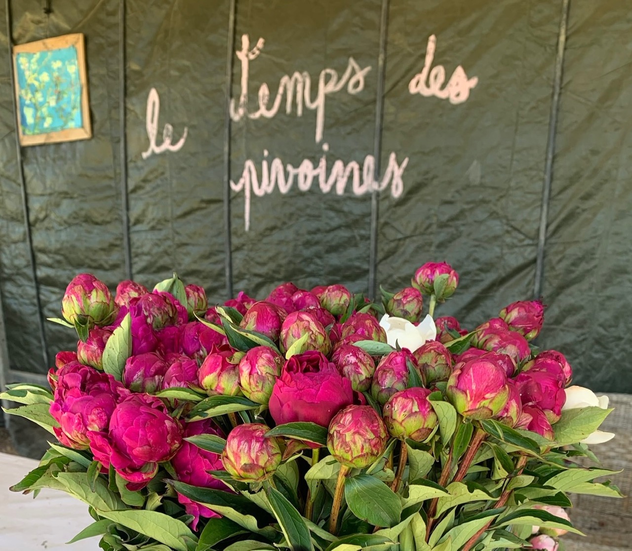 Visite guid�e : Un champ de pivoines