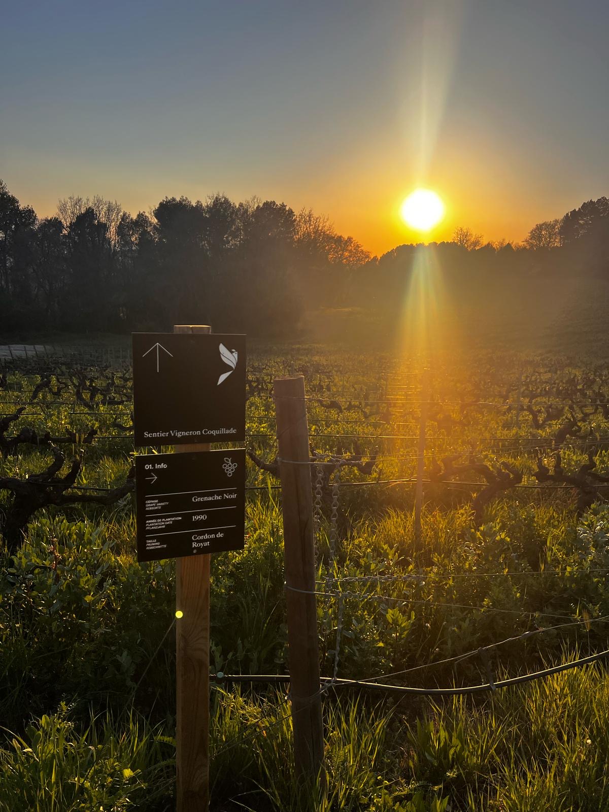Sentier Coquillade � Parcours viticole avec d�gustation des vins du domaine