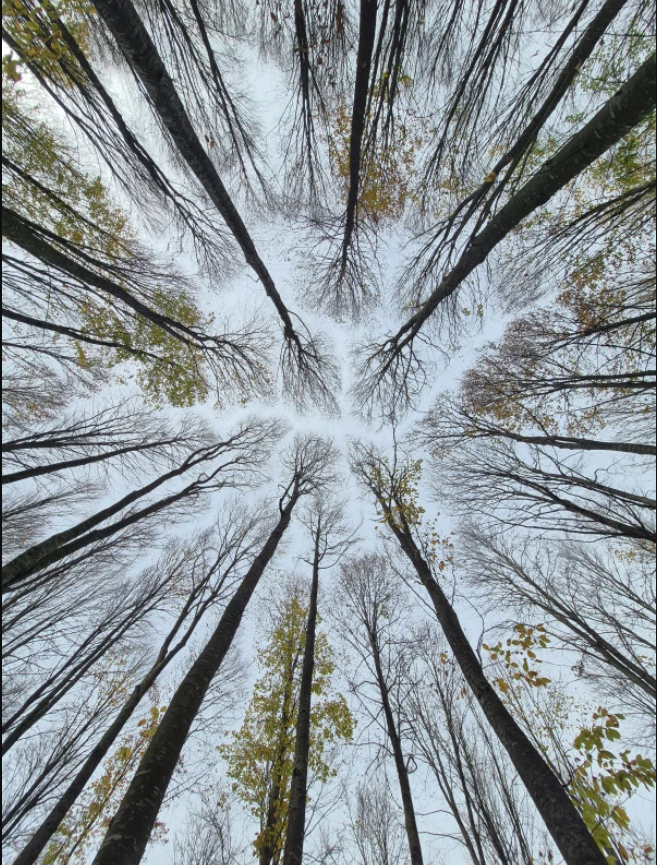 Balade cont�e : histoires d'arbres