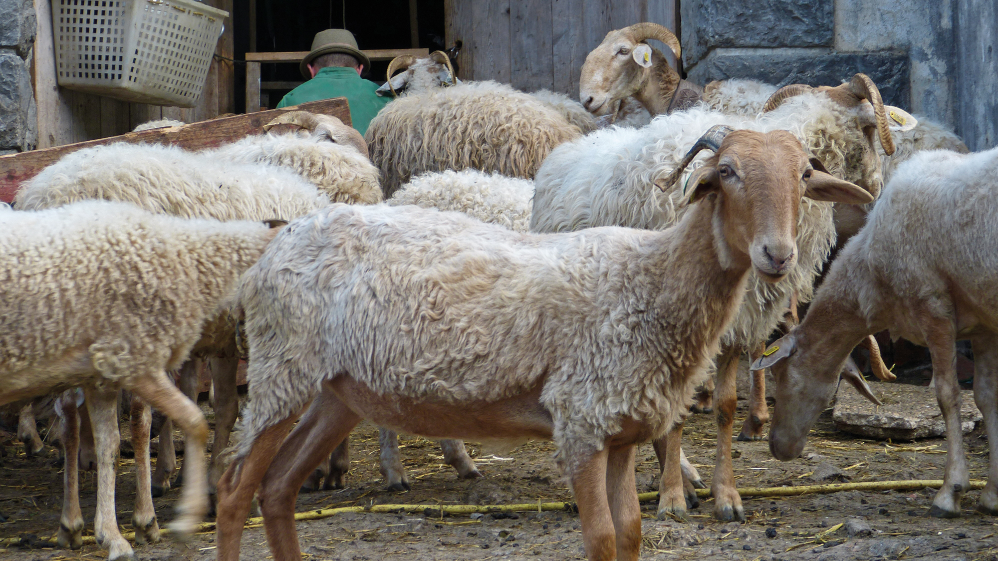� la d�couverte du monde pastoral.