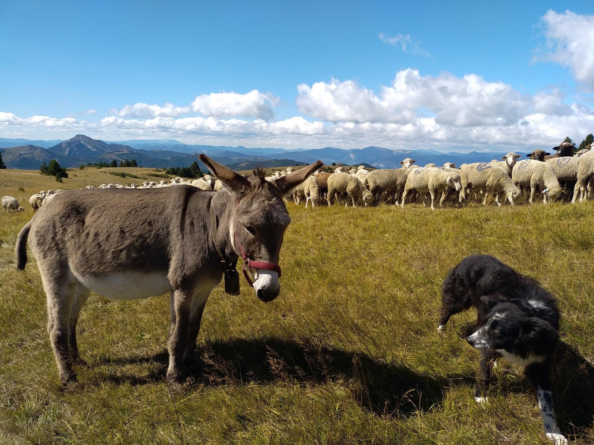 Rencontre avec un berger a C��ze