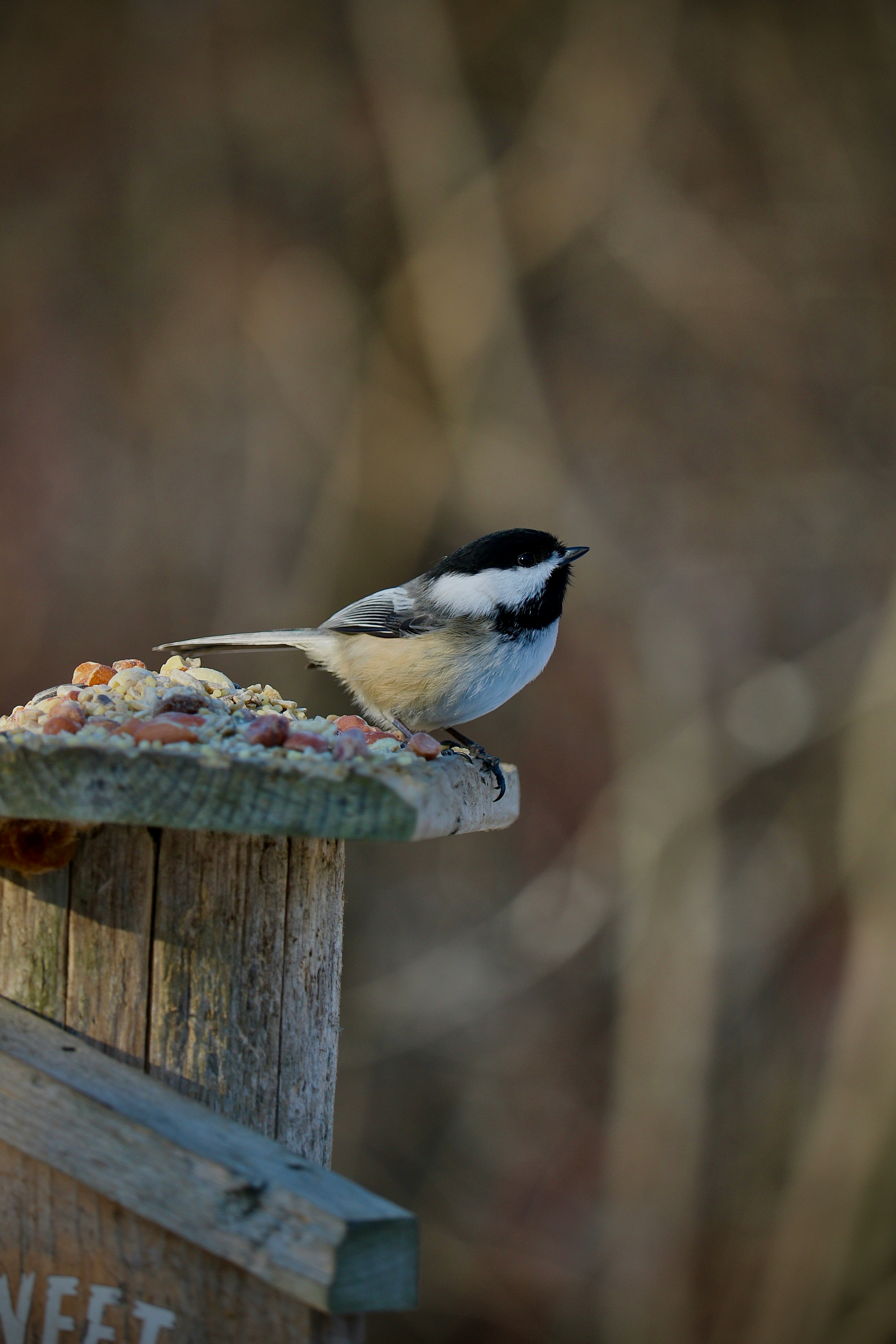 Safari des petites b�tes et d�couverte des oiseaux � la Maison du Mulet