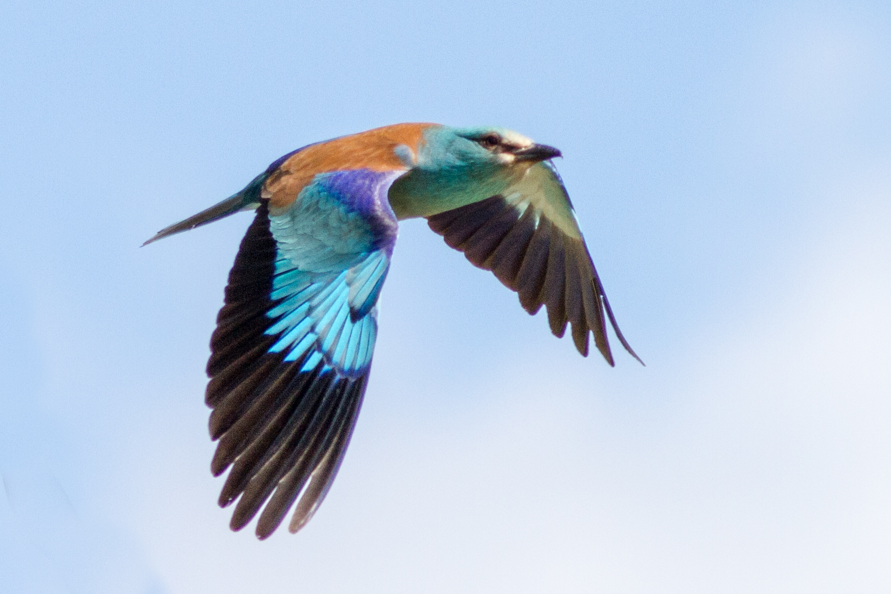Sortie ornithologique : La danse de l'oiseau bleu