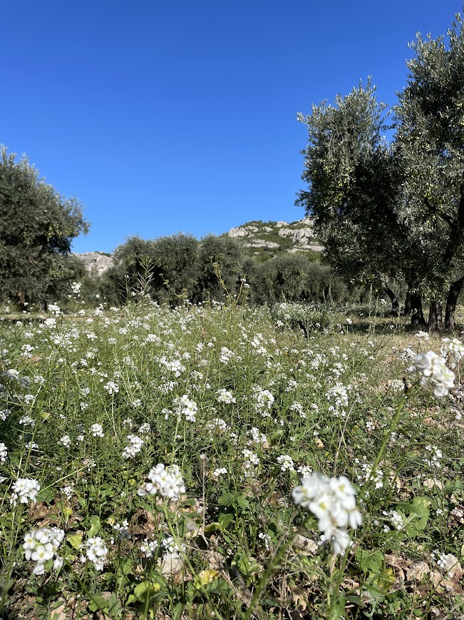 Balade et atelier : A la d�couverte des plantes de la garrigue