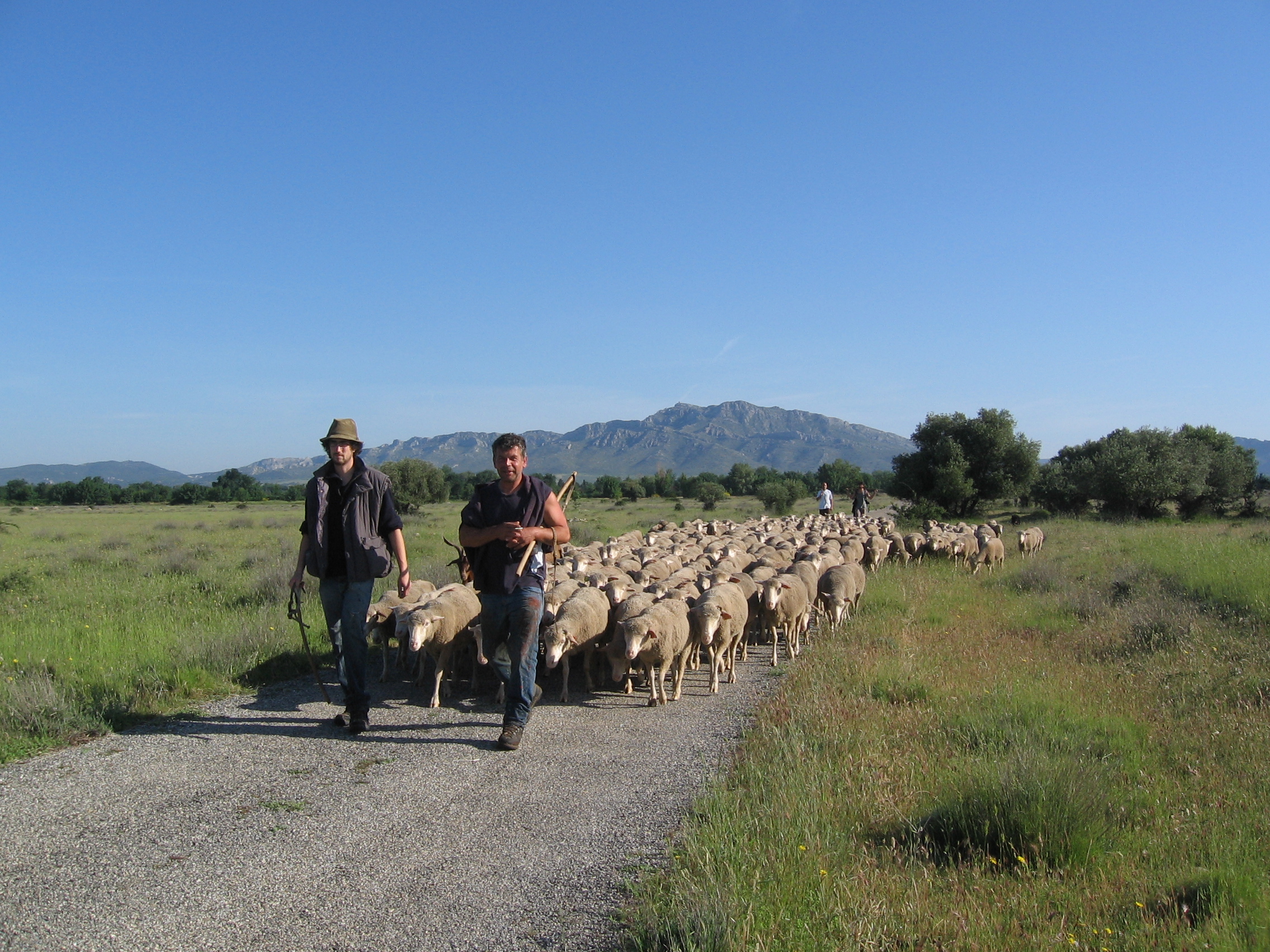 F�te de la transhumance