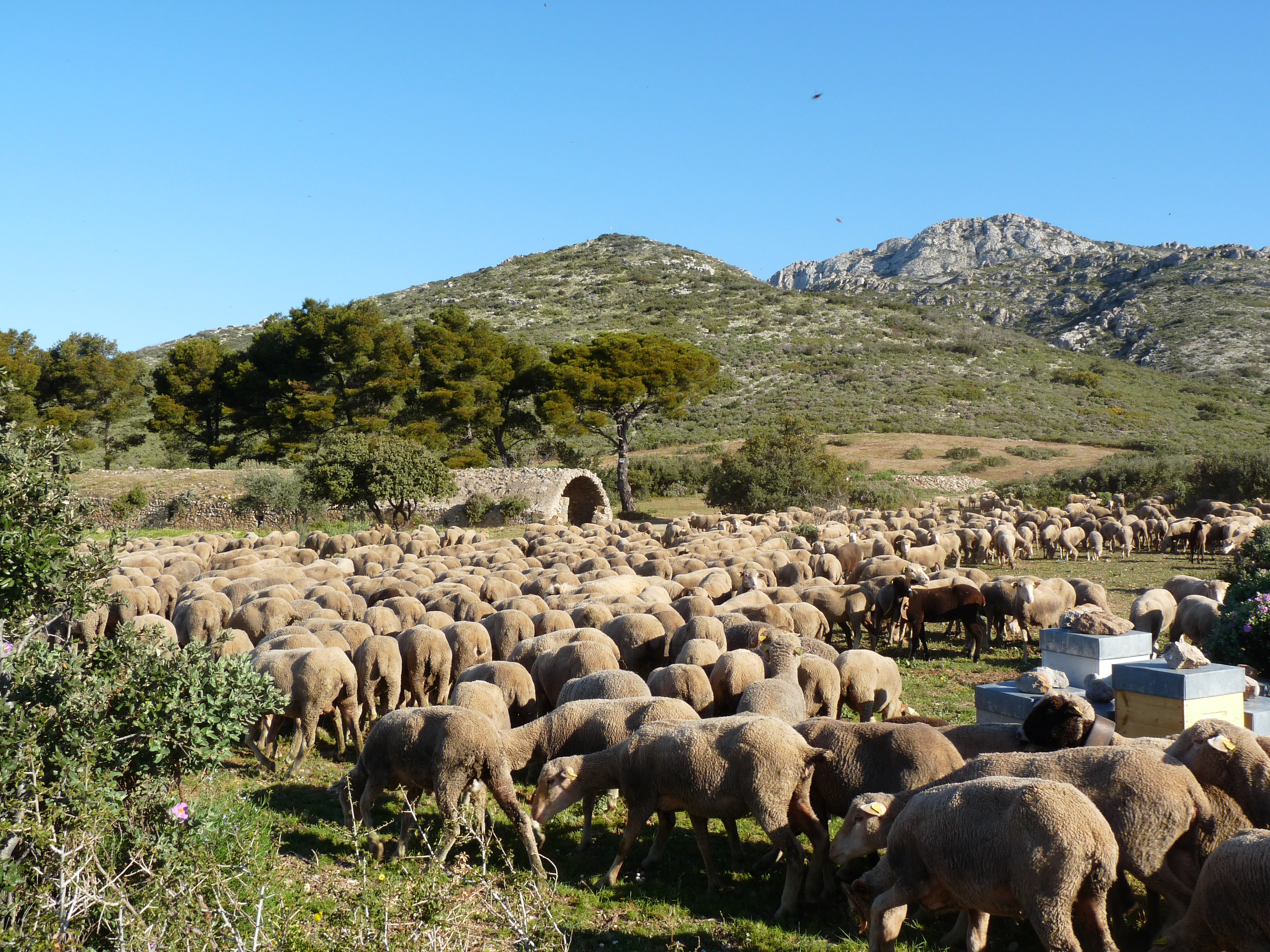 Balade en colline : Rencontre avec un �leveur