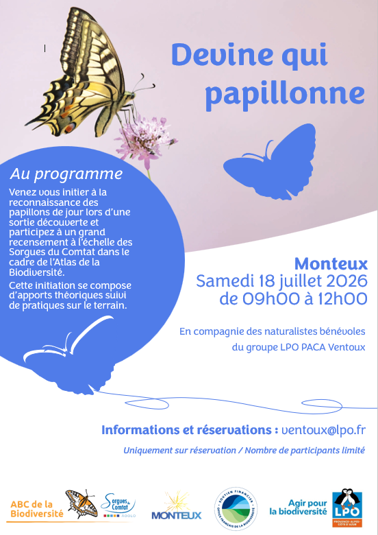 Devine qui papillonne ?