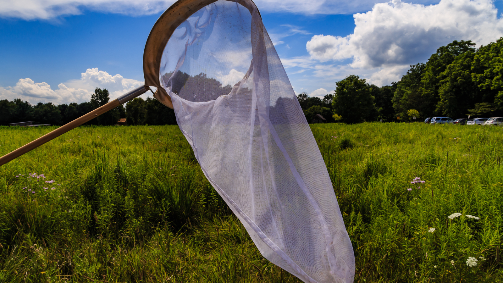 Inventaire participatif de la biodiversit�